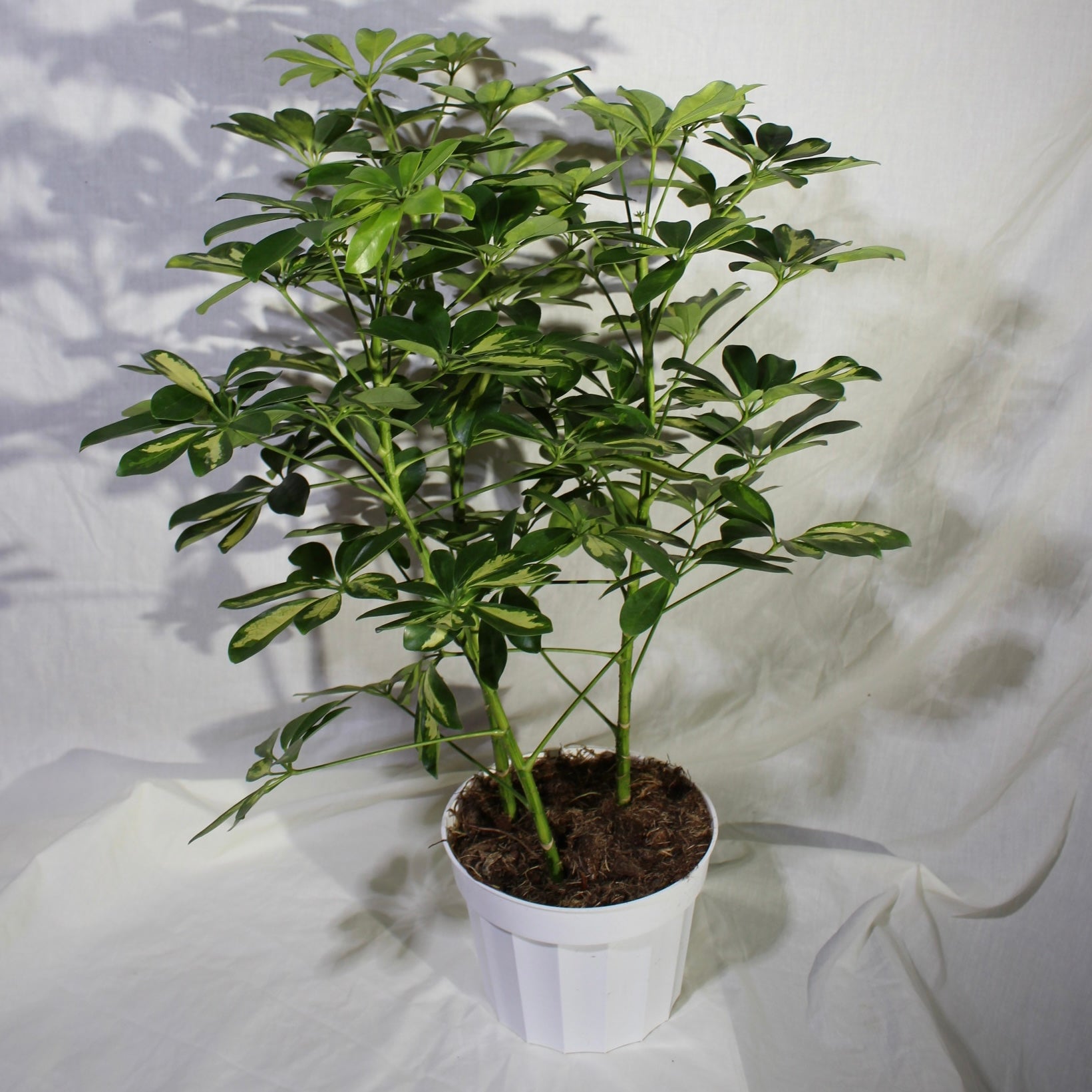 Variegated Umbrella Tree 8" Pot
