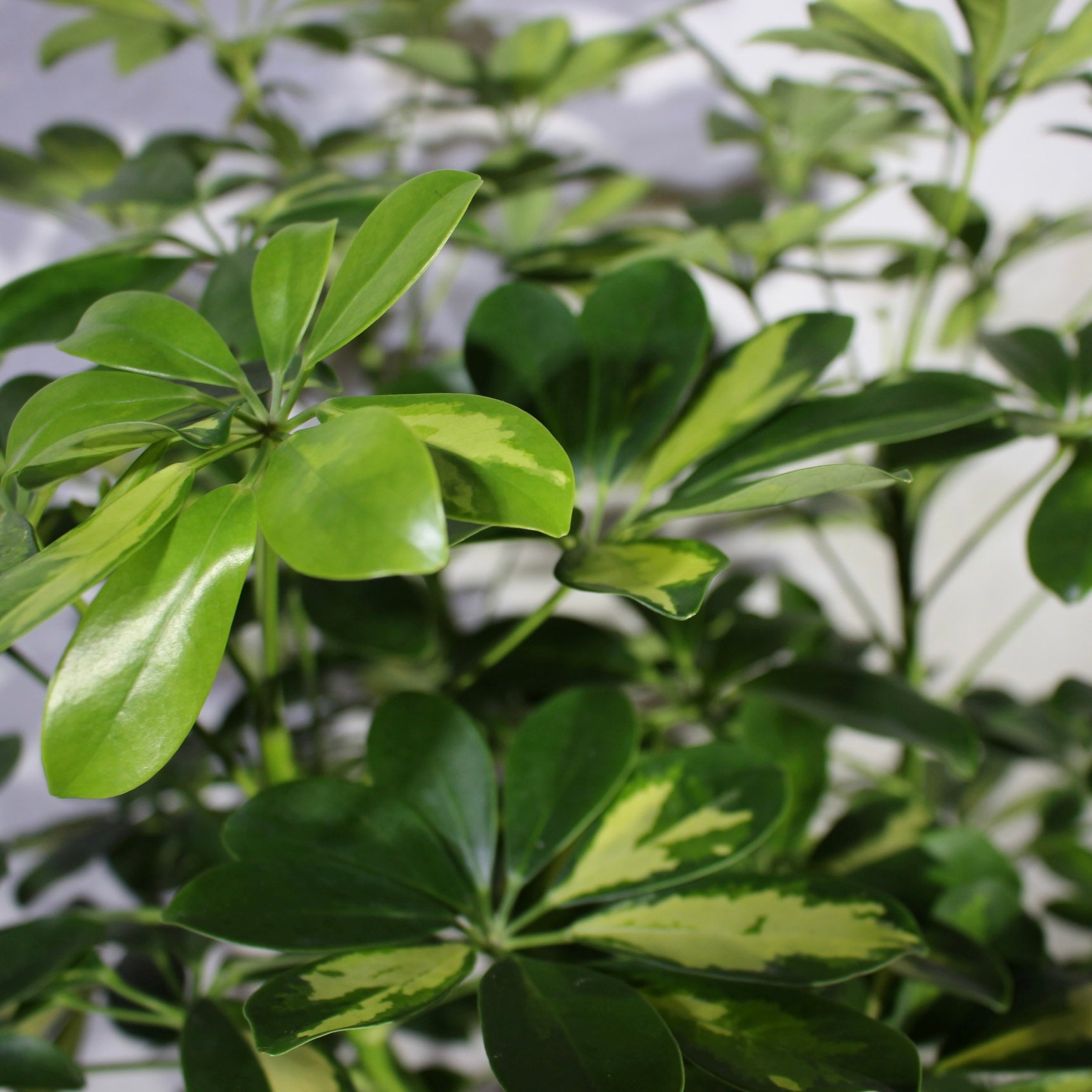 Variegated Umbrella Tree 8" Pot