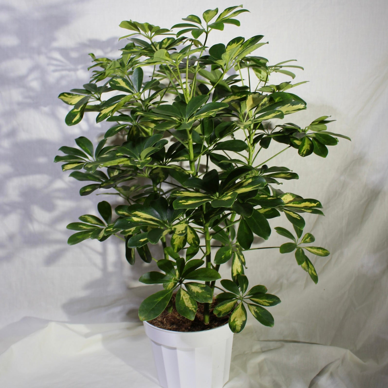 Variegated Umbrella Tree 8" Pot