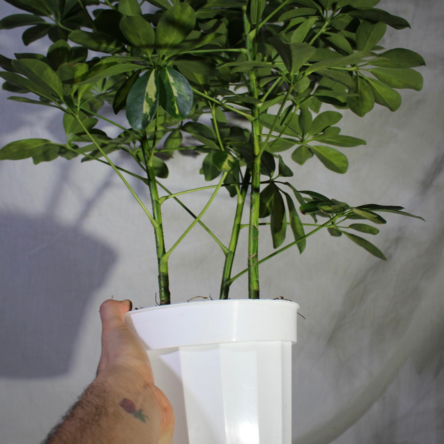 Variegated Umbrella Tree 8" Pot