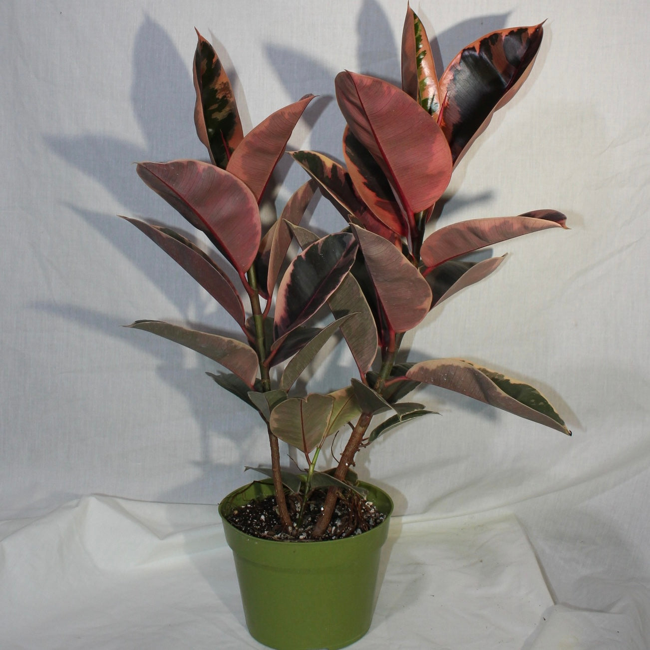 Ruby Rubber Tree 6" Pot