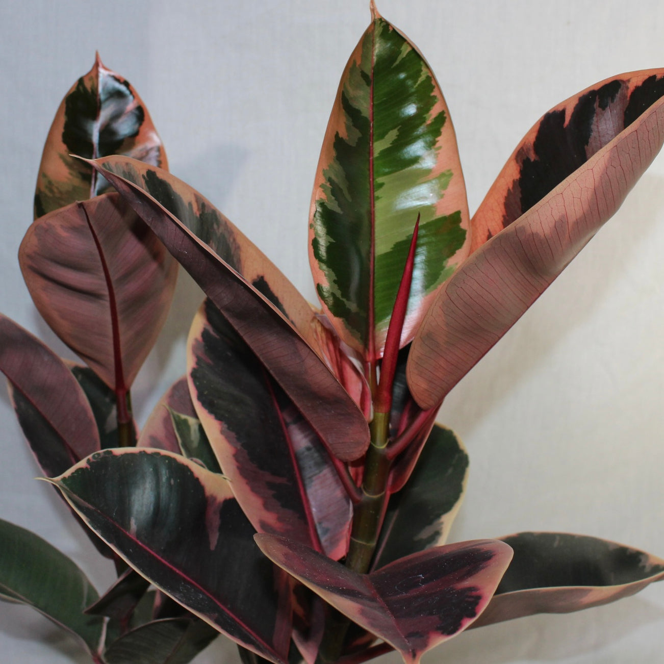 Ruby Rubber Tree 6" Pot