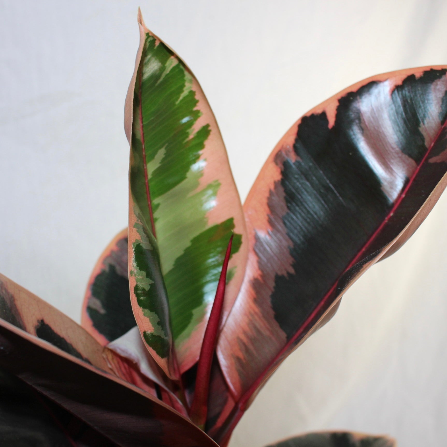 Ruby Rubber Tree 6" Pot