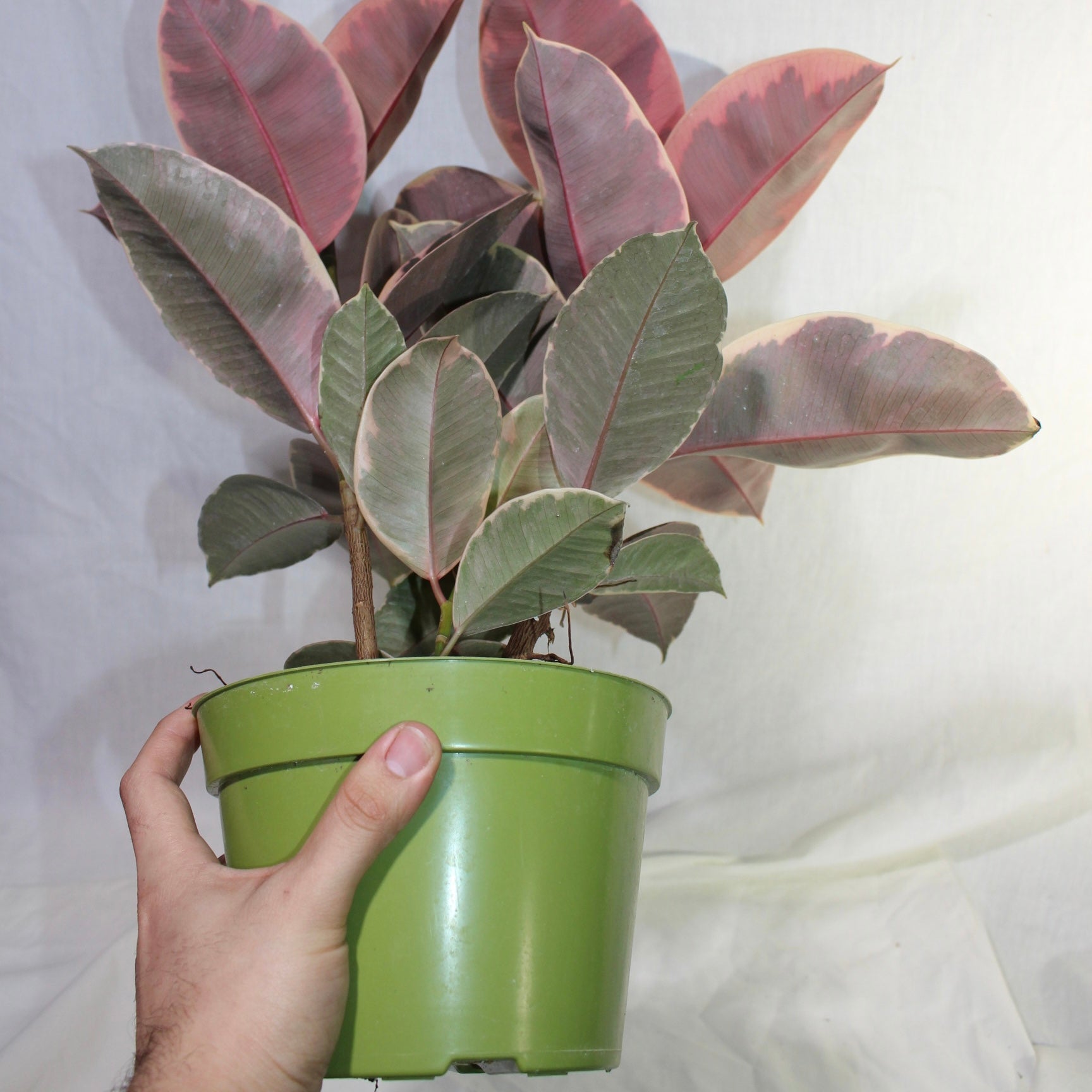 Ruby Rubber Tree 6" Pot