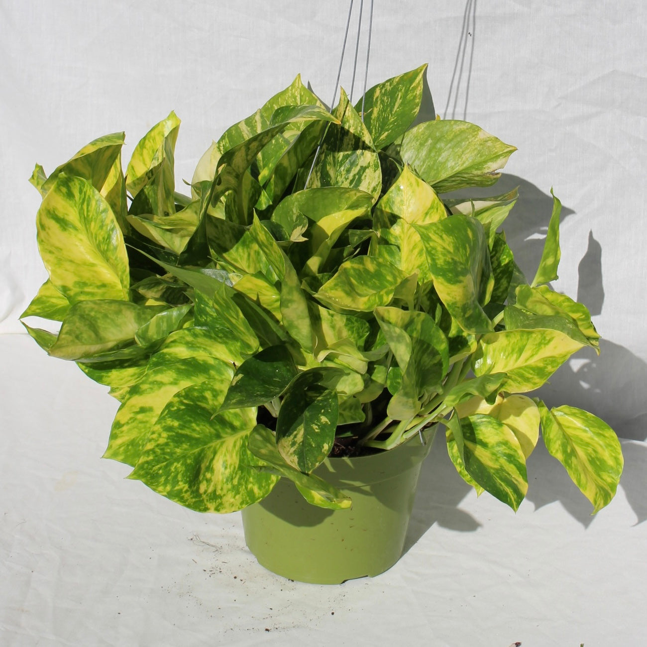Highly Variegated Patricio Pothos 6" Pot