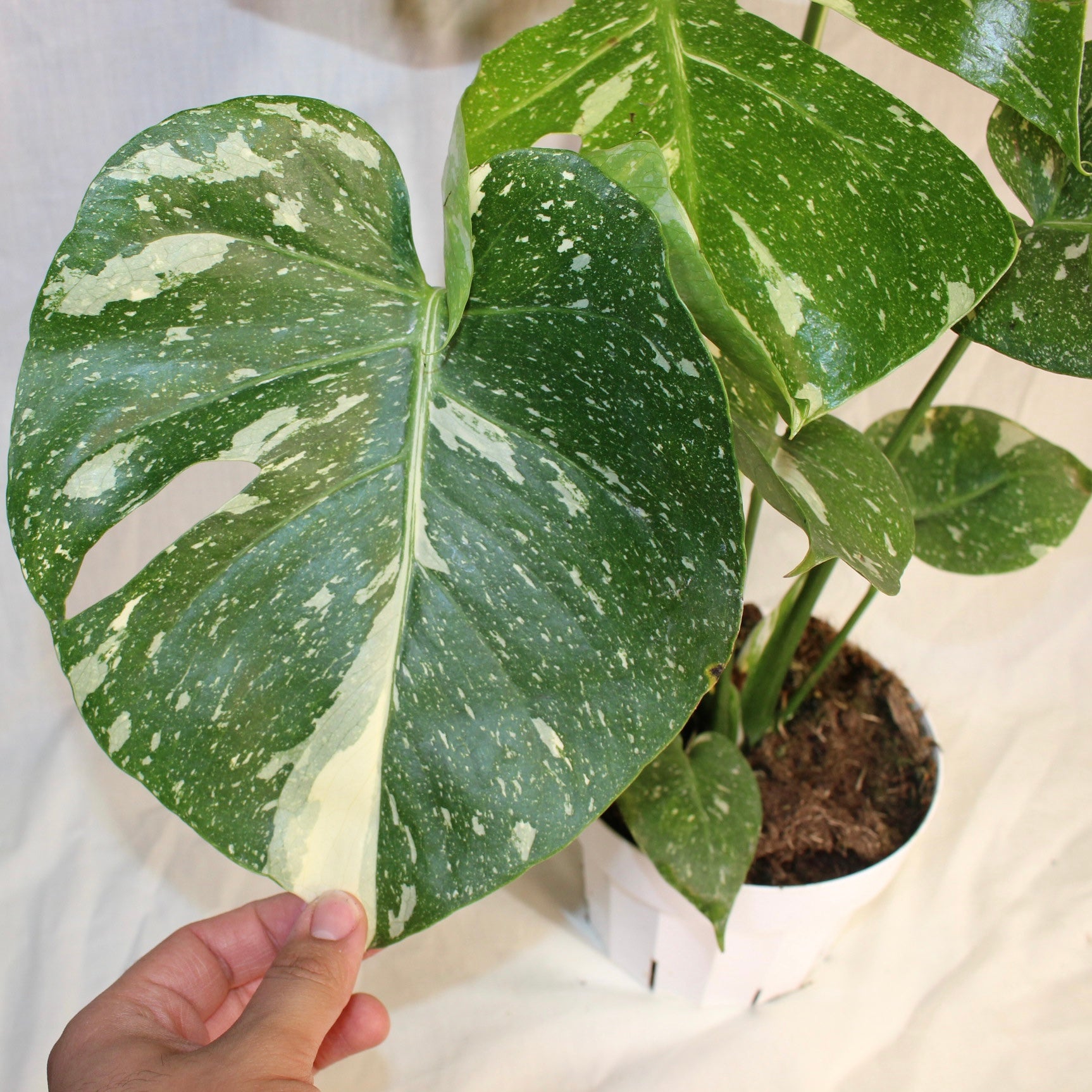 Thai Constellation Monstera Deliciosa 6"