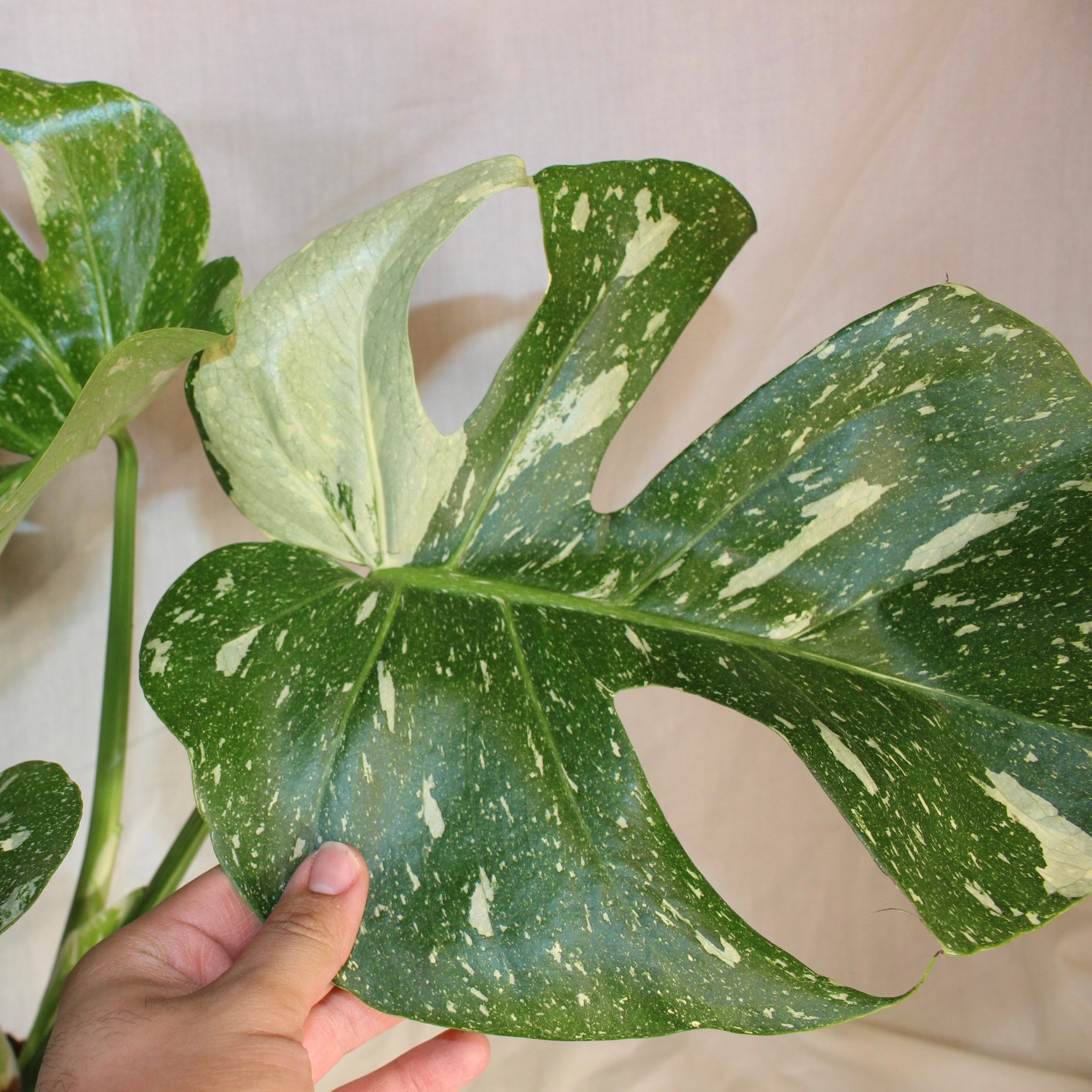 Thai Constellation Monstera Deliciosa 6"