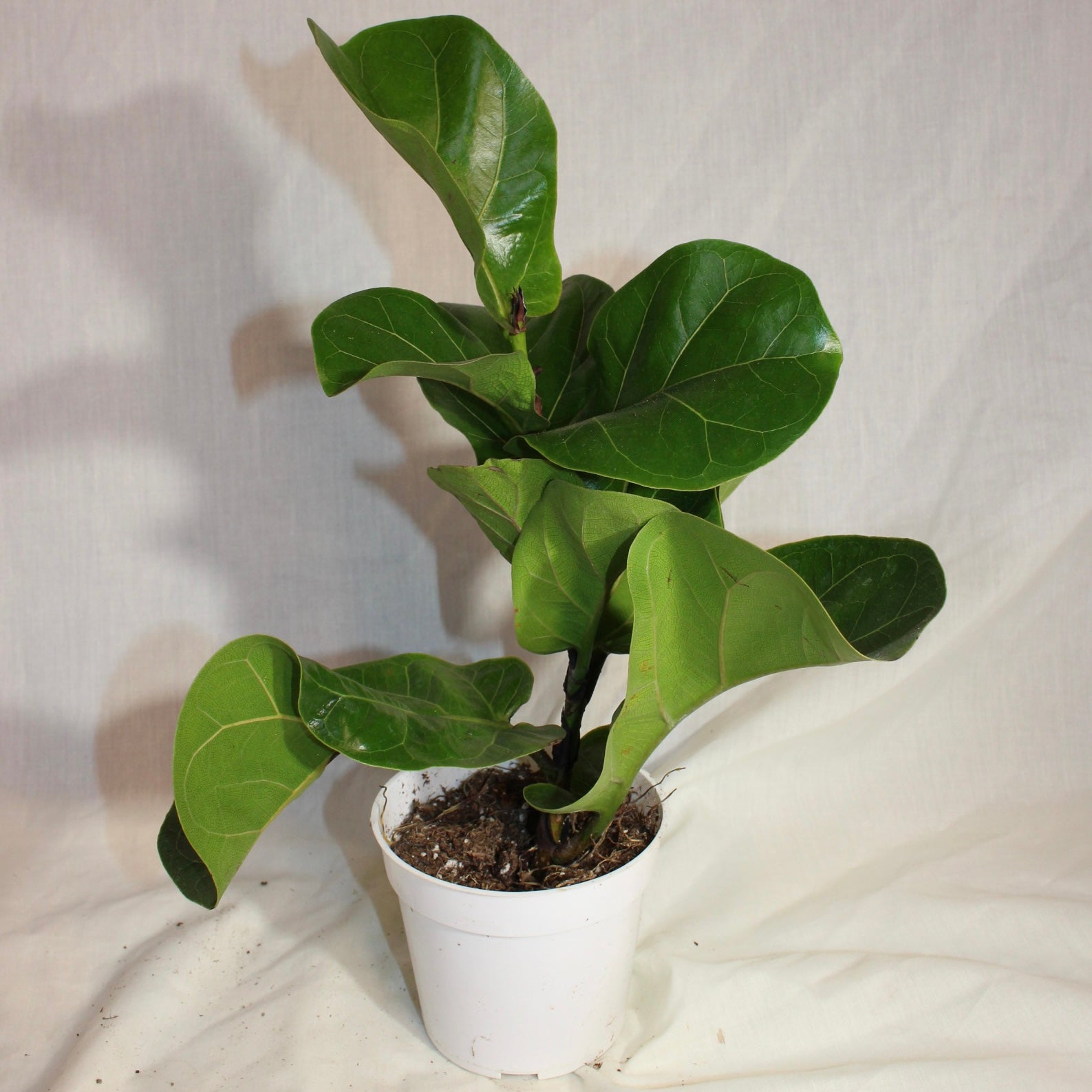 Fiddle Leaf Fig 4" Pot
