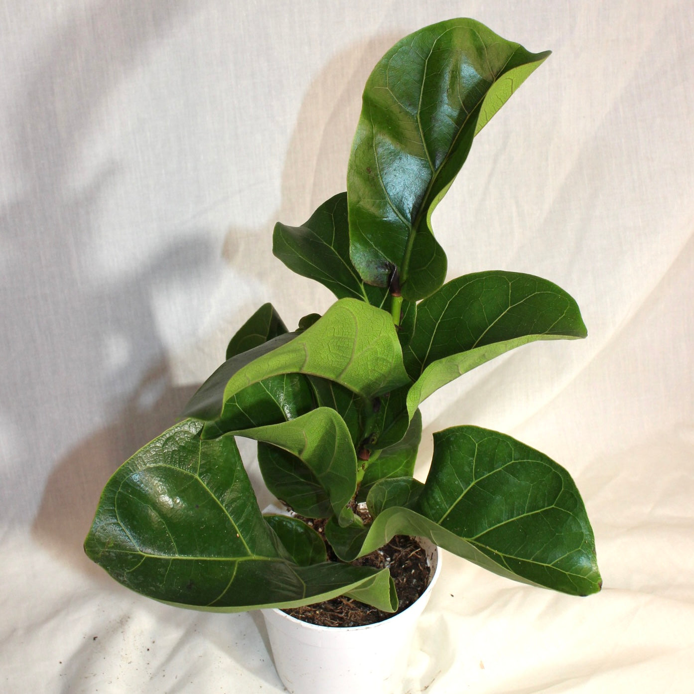 Fiddle Leaf Fig 4" Pot