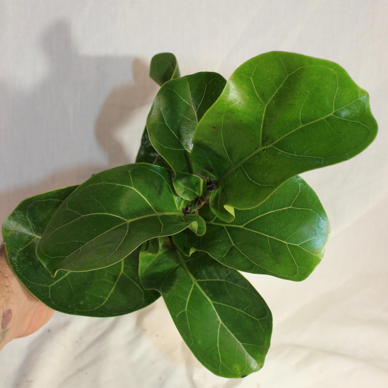 Fiddle Leaf Fig 4" Pot