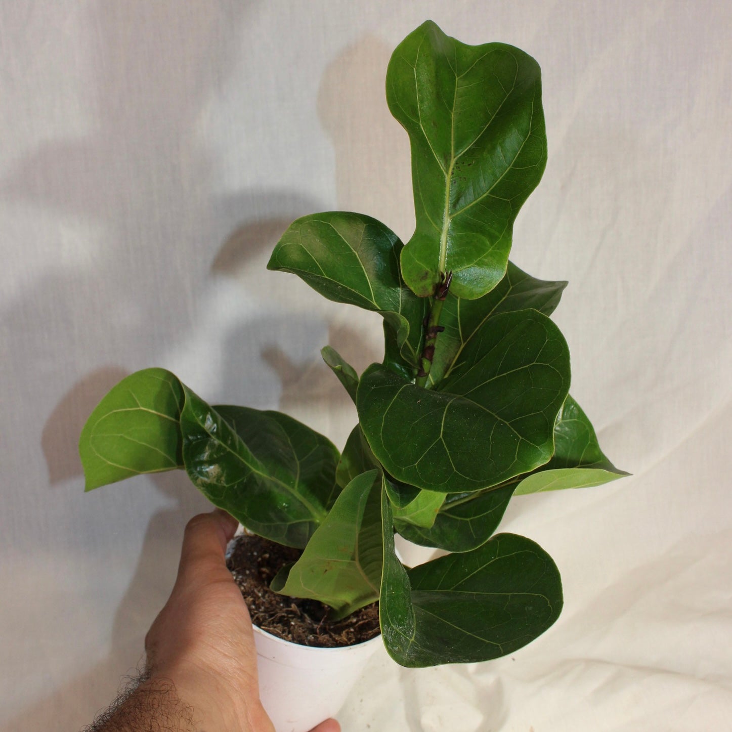 Fiddle Leaf Fig 4" Pot