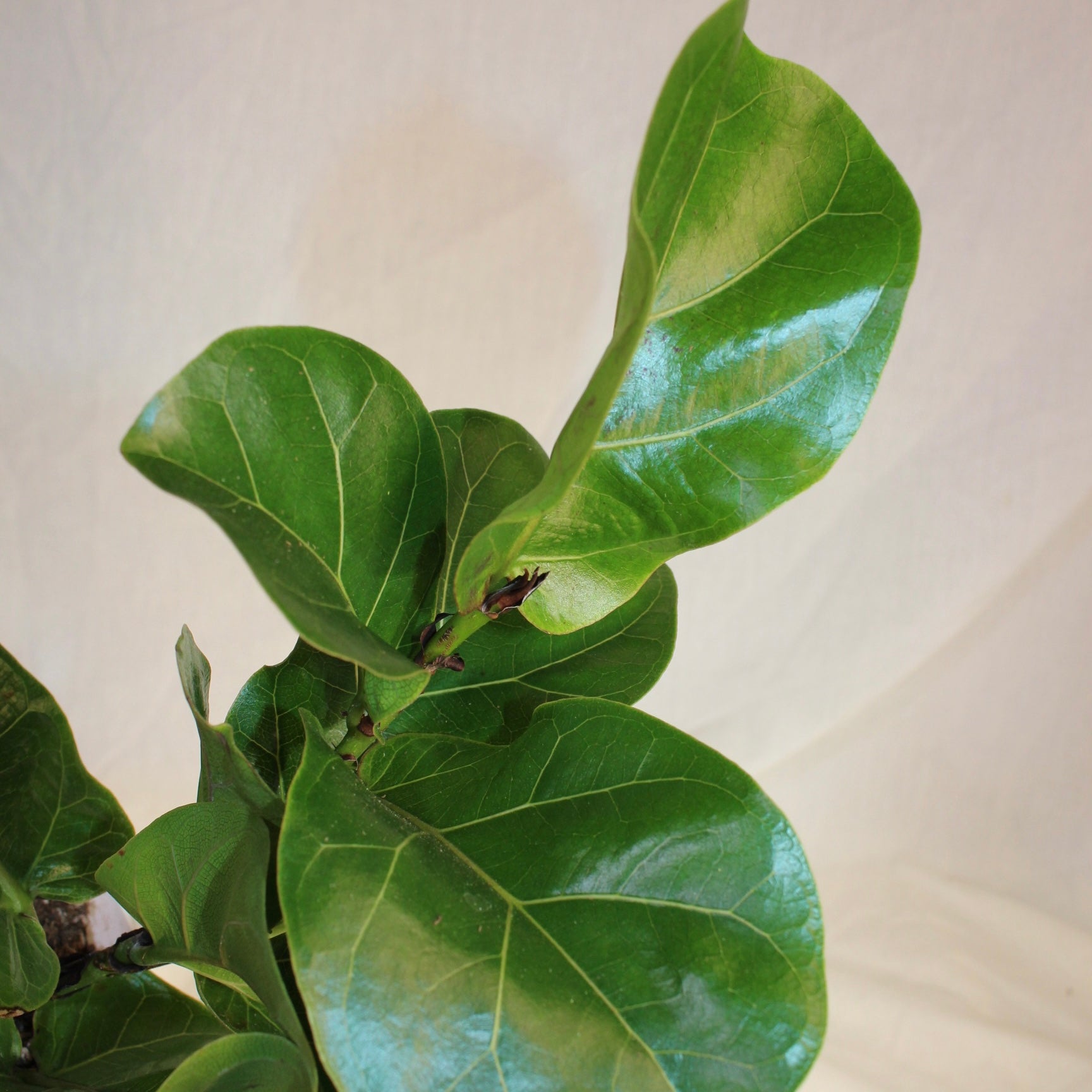 Fiddle Leaf Fig 4" Pot