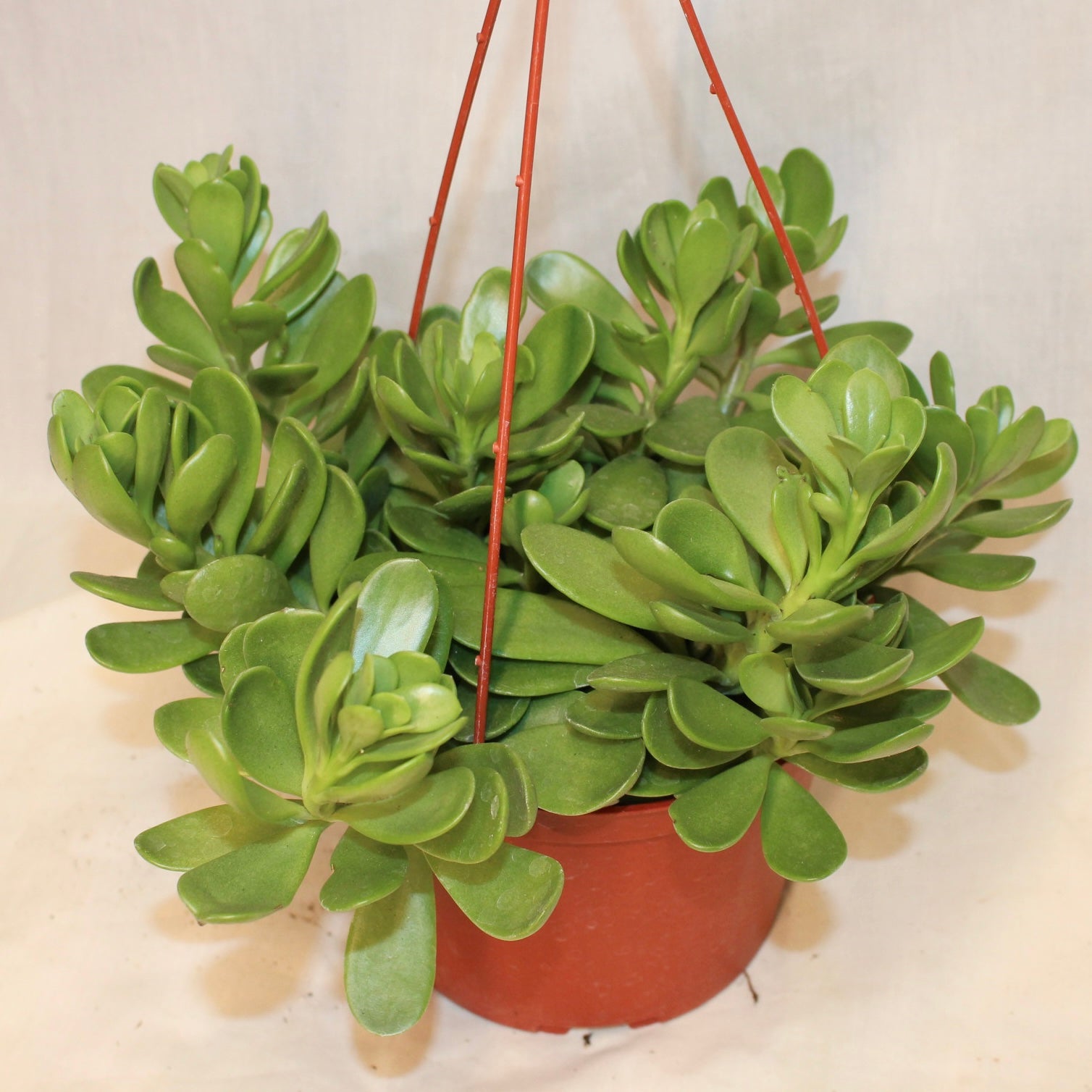 Trailing Jade Succulent 6" Pot