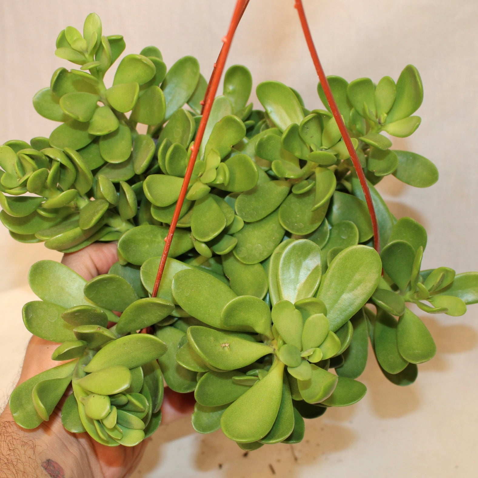 Trailing Jade Succulent 6" Pot