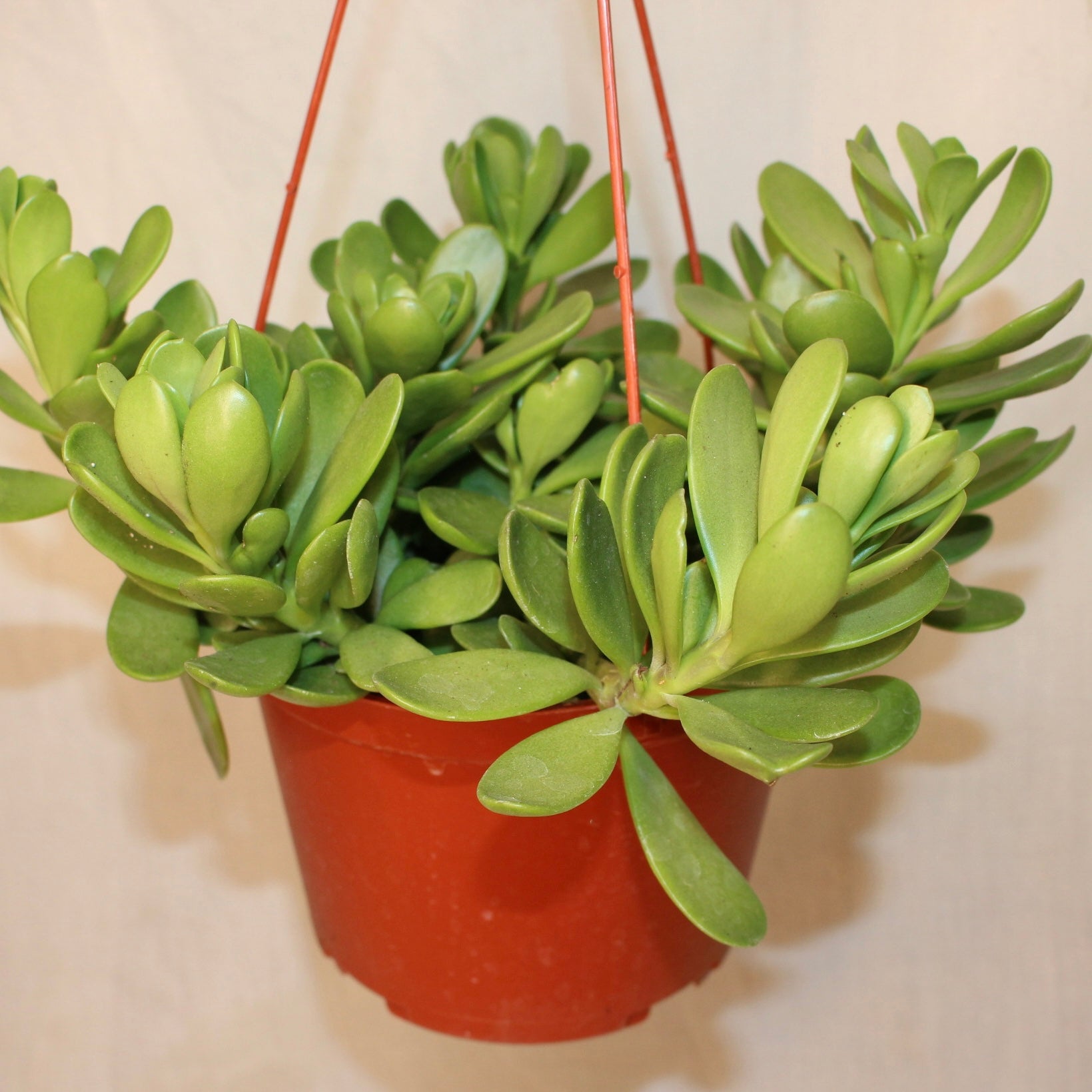 Trailing Jade Succulent 6" Pot