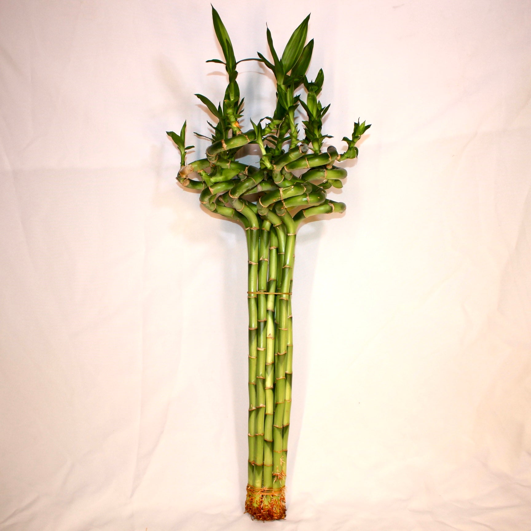 24" Curly Lucky Bamboo Bundle