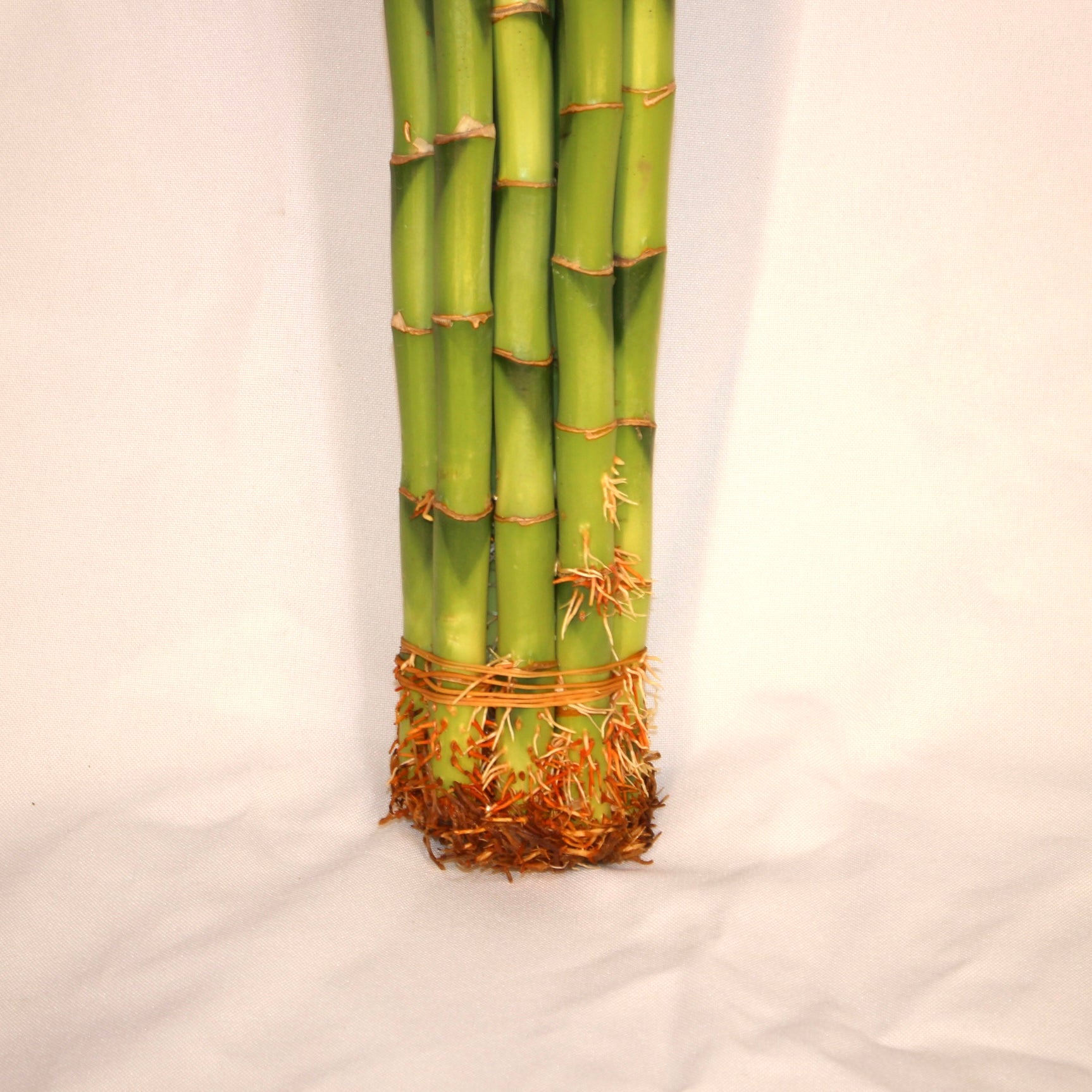 24" Curly Lucky Bamboo Bundle