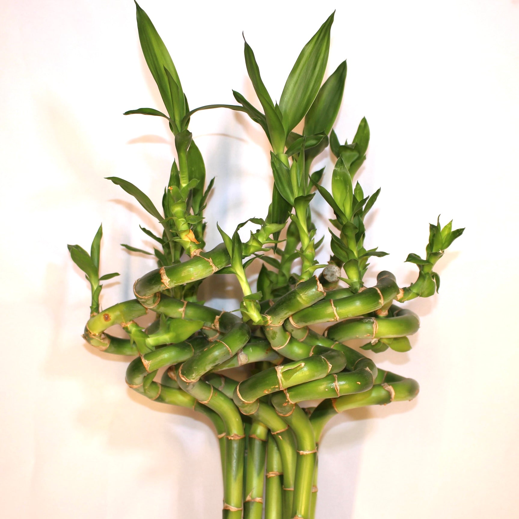 24" Curly Lucky Bamboo Bundle