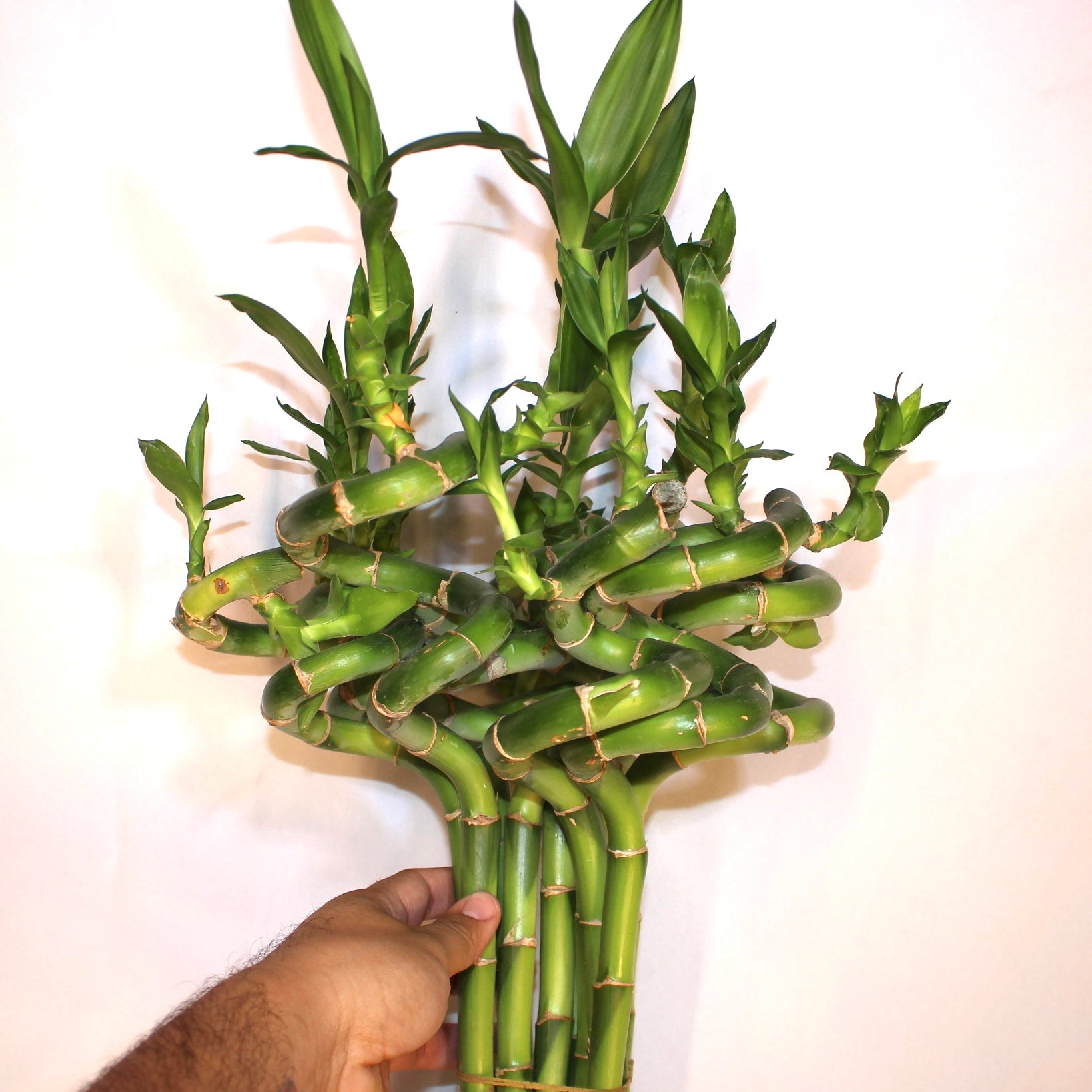 24" Curly Lucky Bamboo Bundle