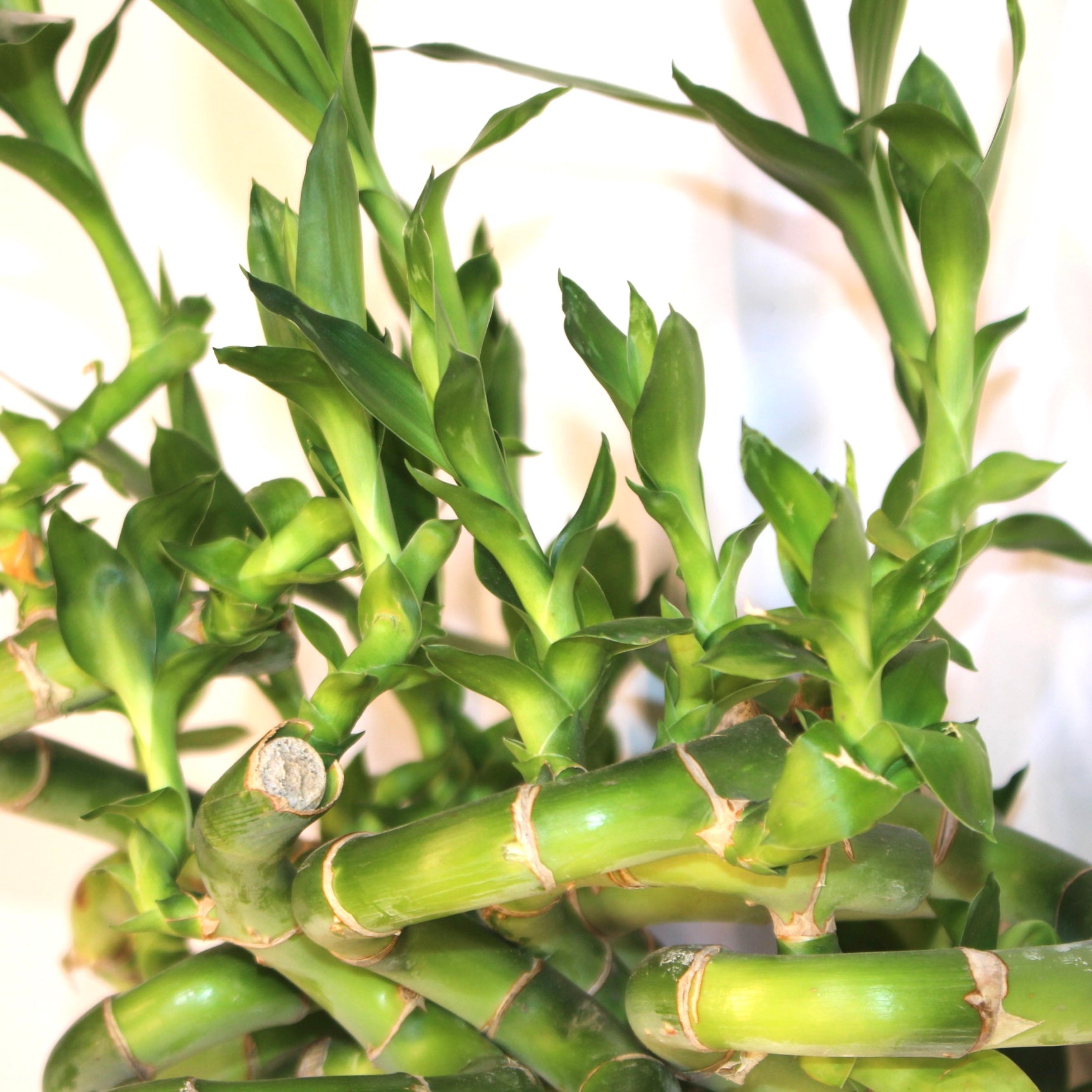 24" Curly Lucky Bamboo Bundle