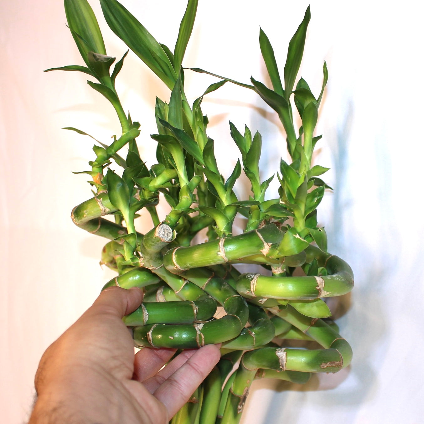 24" Curly Lucky Bamboo Bundle