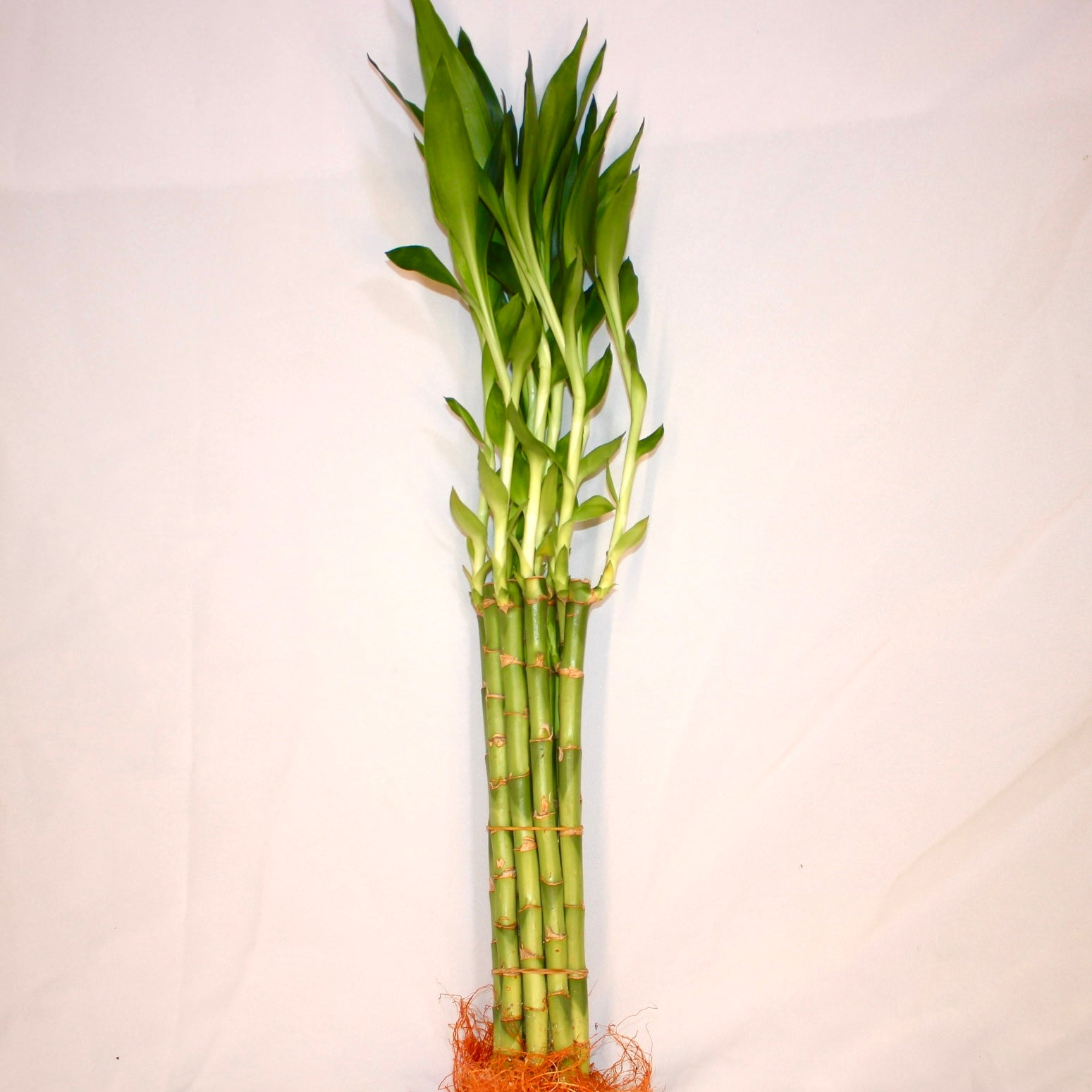 12" Lucky Bamboo Bundle