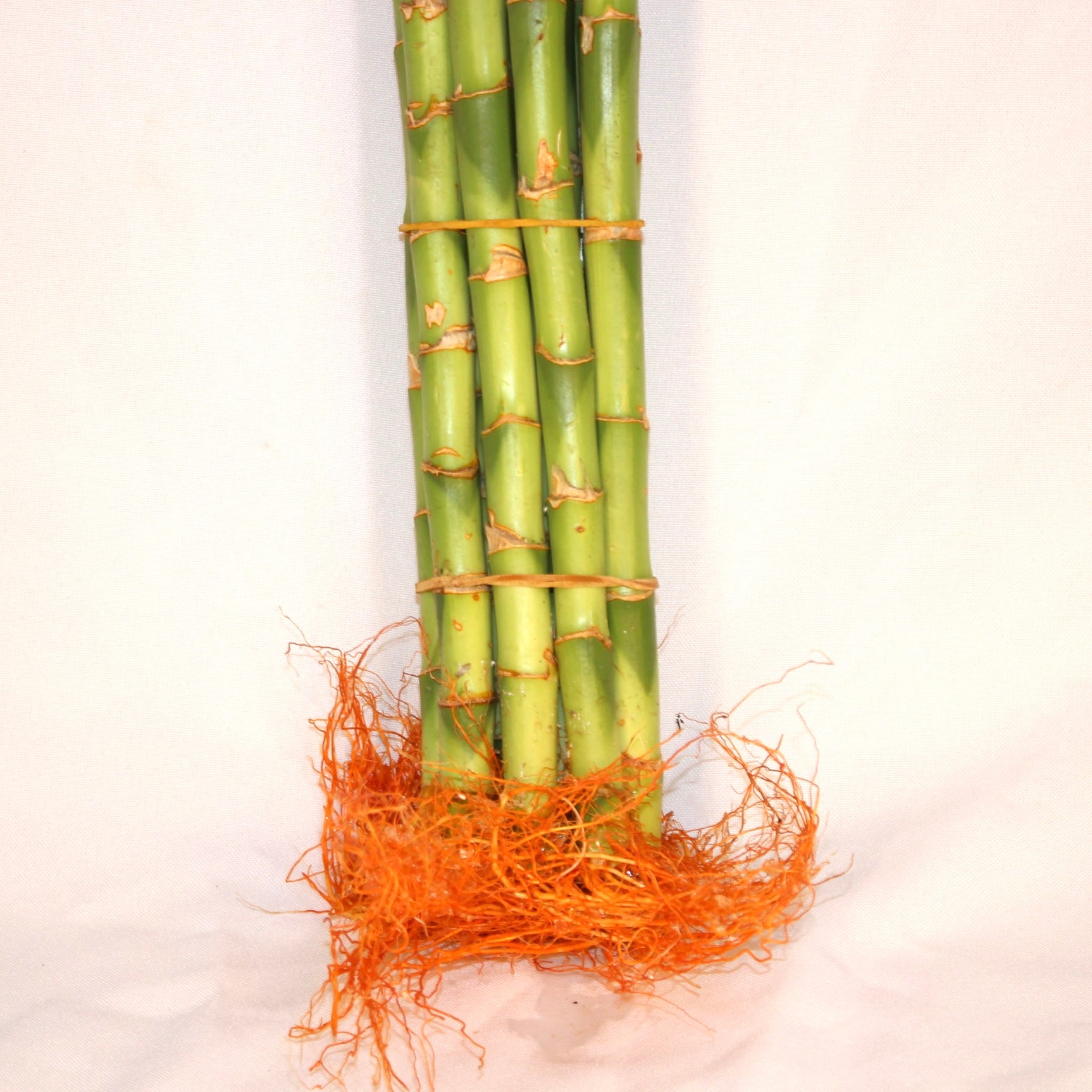 12" Lucky Bamboo Bundle