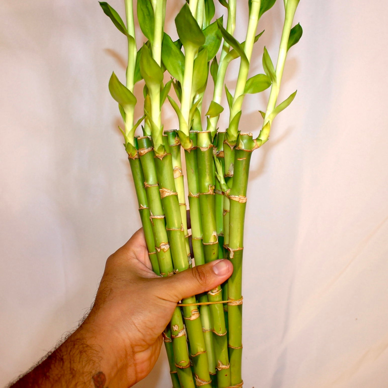 12" Lucky Bamboo Bundle