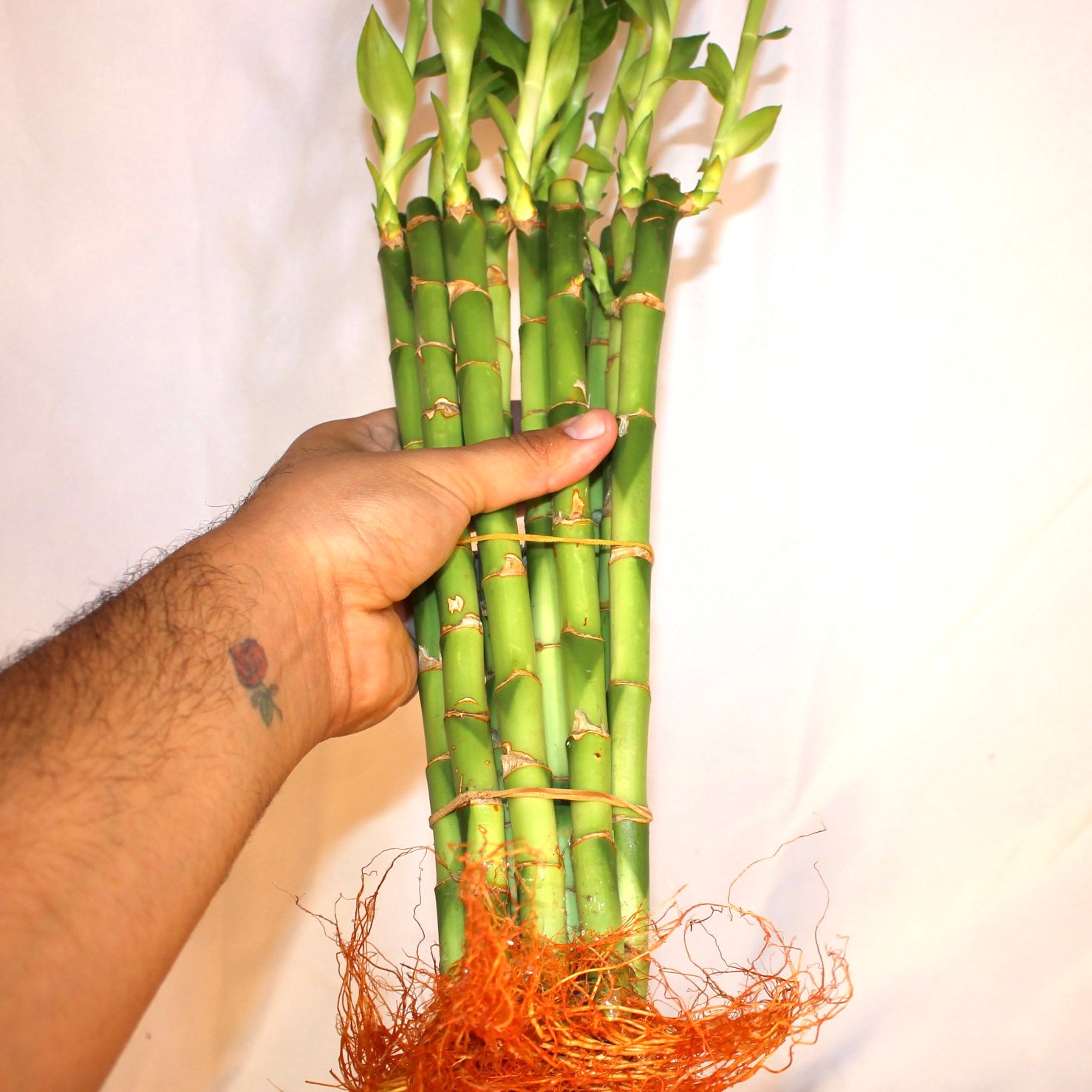 12" Lucky Bamboo Bundle