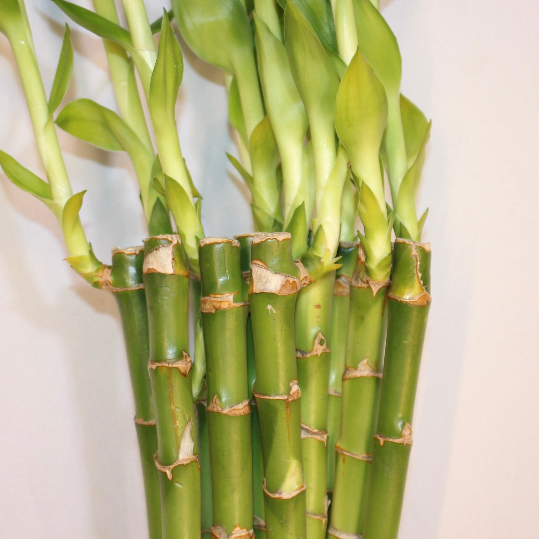 12" Lucky Bamboo Bundle