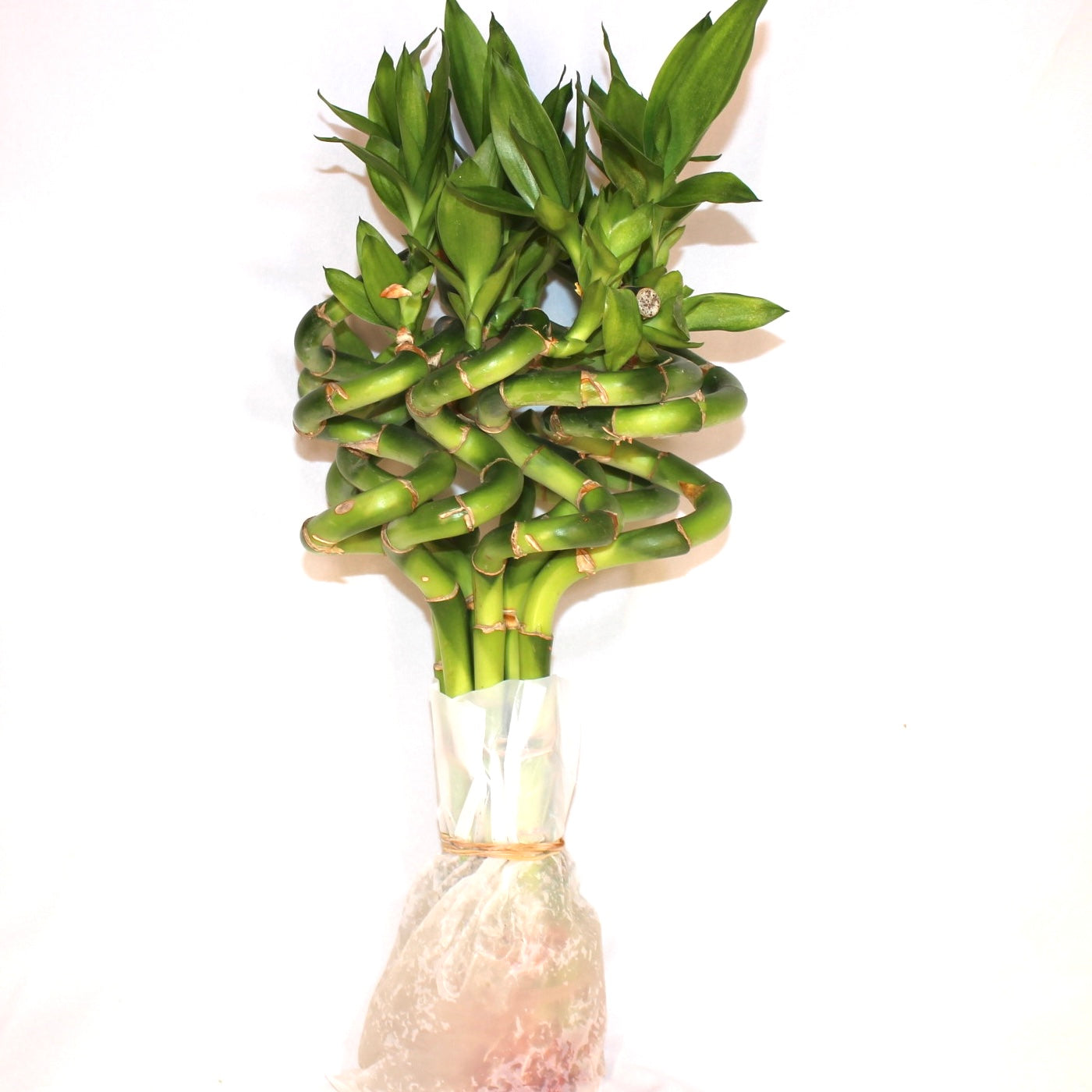 12" Curly Lucky Bamboo Bundle