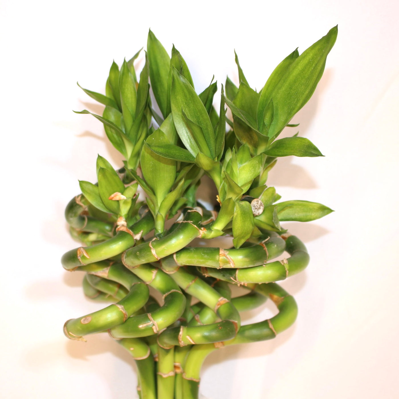 12" Curly Lucky Bamboo Bundle