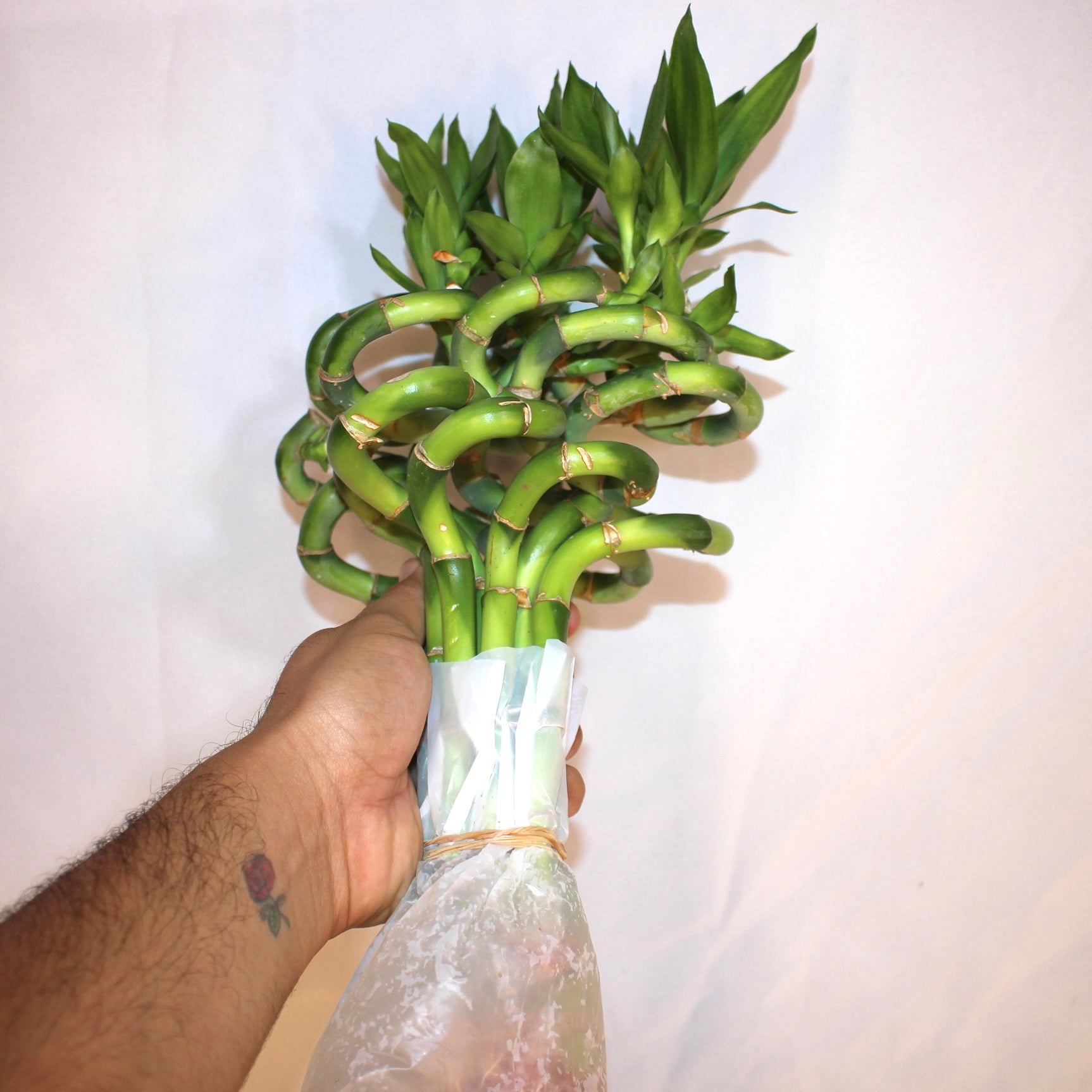 12" Curly Lucky Bamboo Bundle