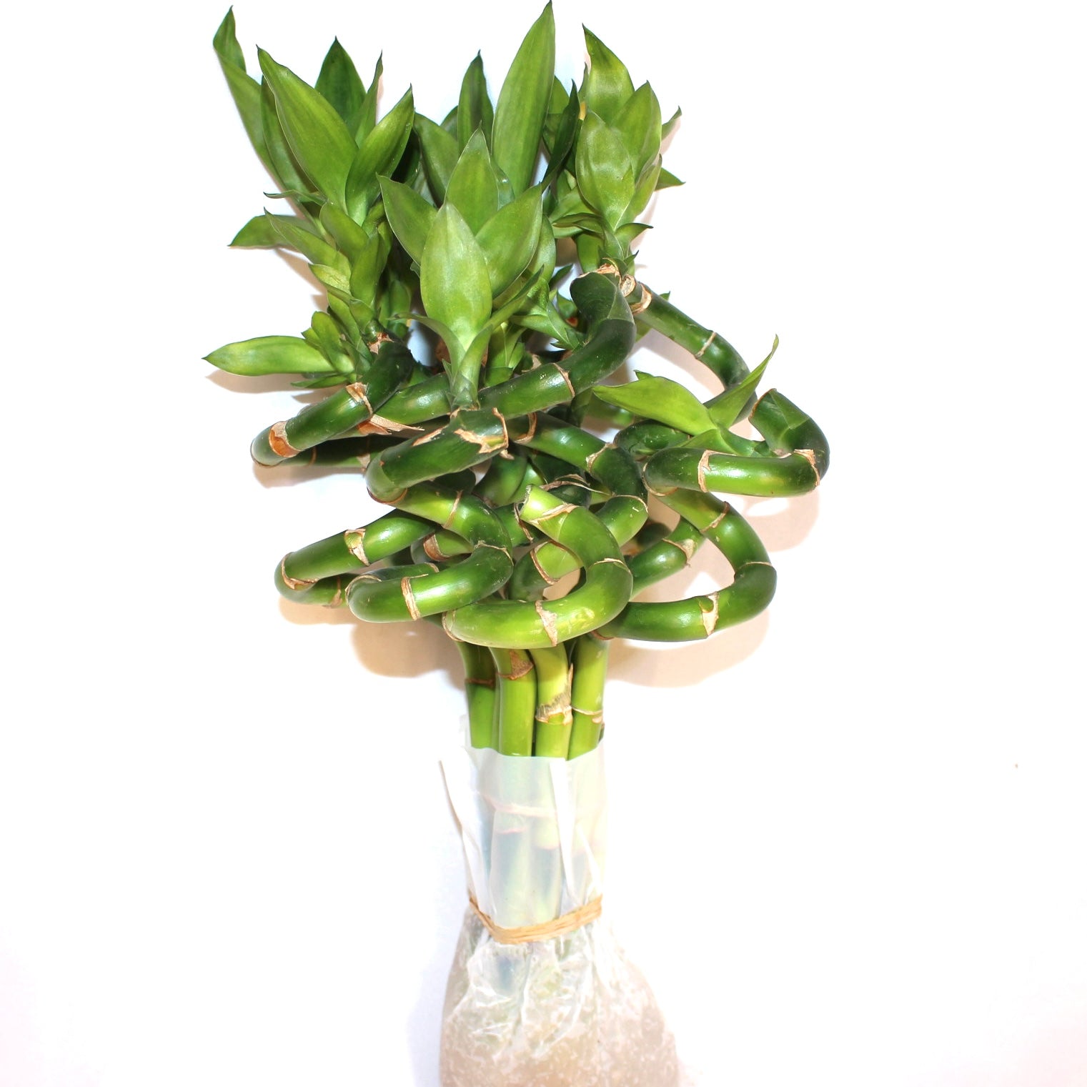 12" Curly Lucky Bamboo Bundle