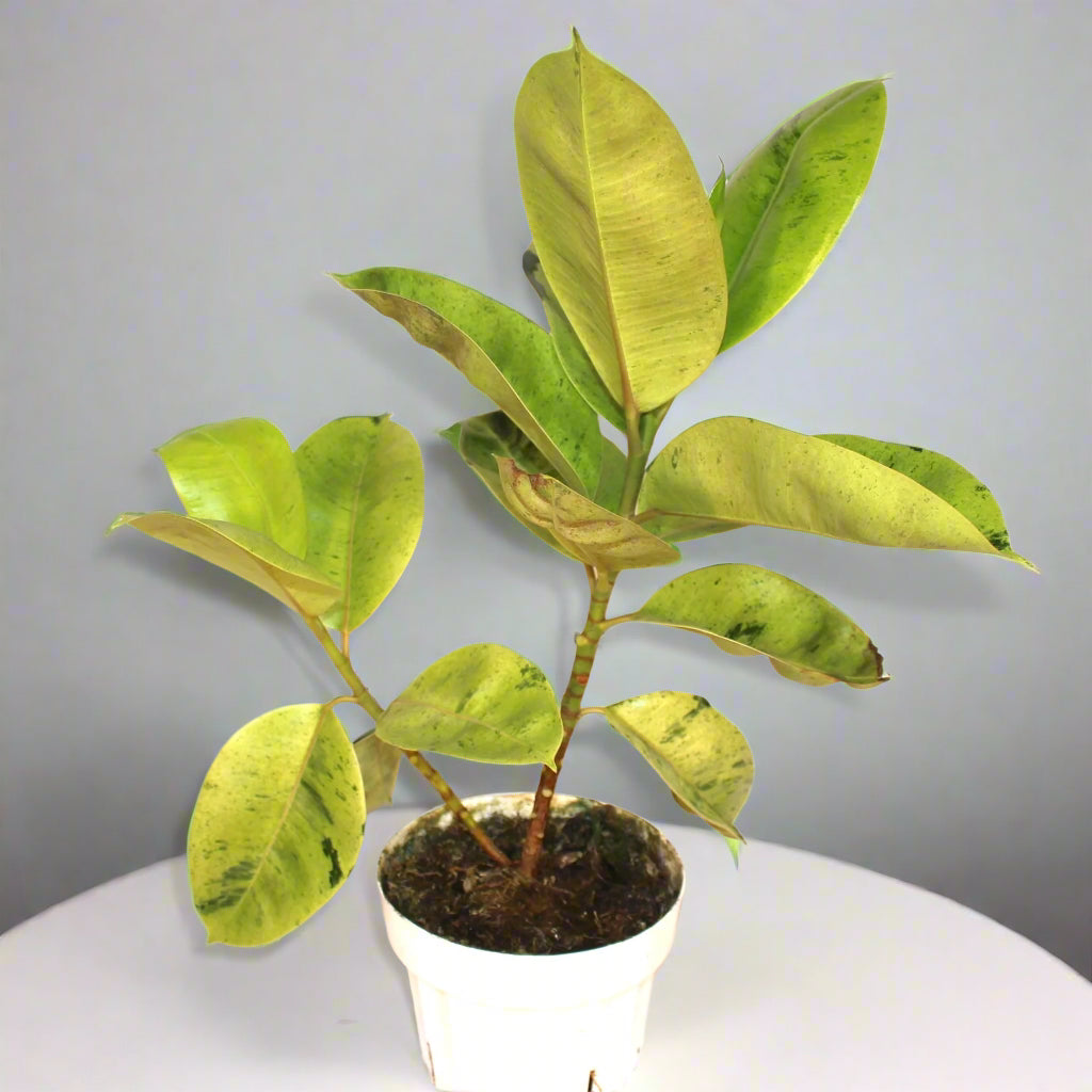 Moonshine Rubber Tree 6" Pot Ficus Shivereana