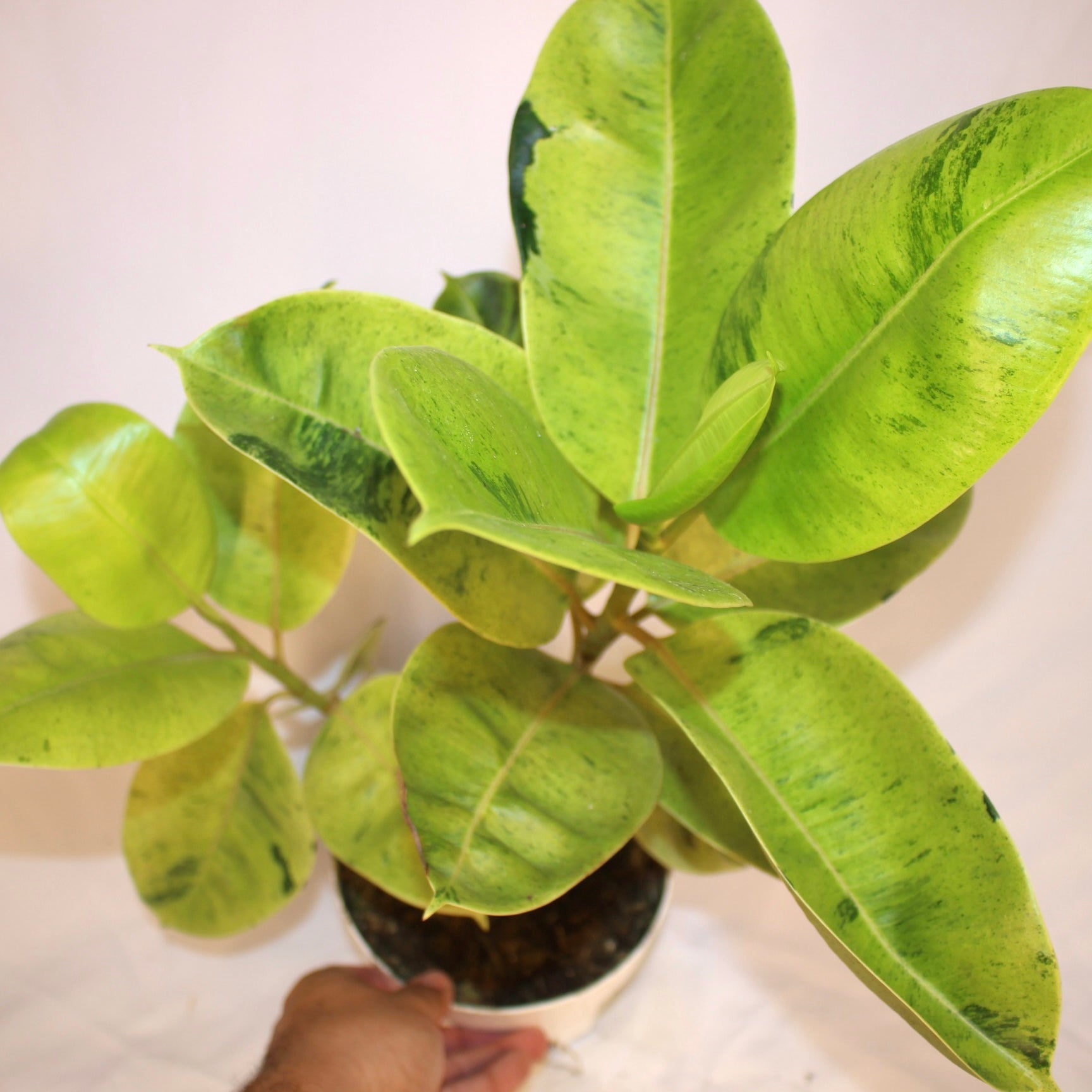 Moonshine Rubber Tree 6" Pot Ficus Shivereana