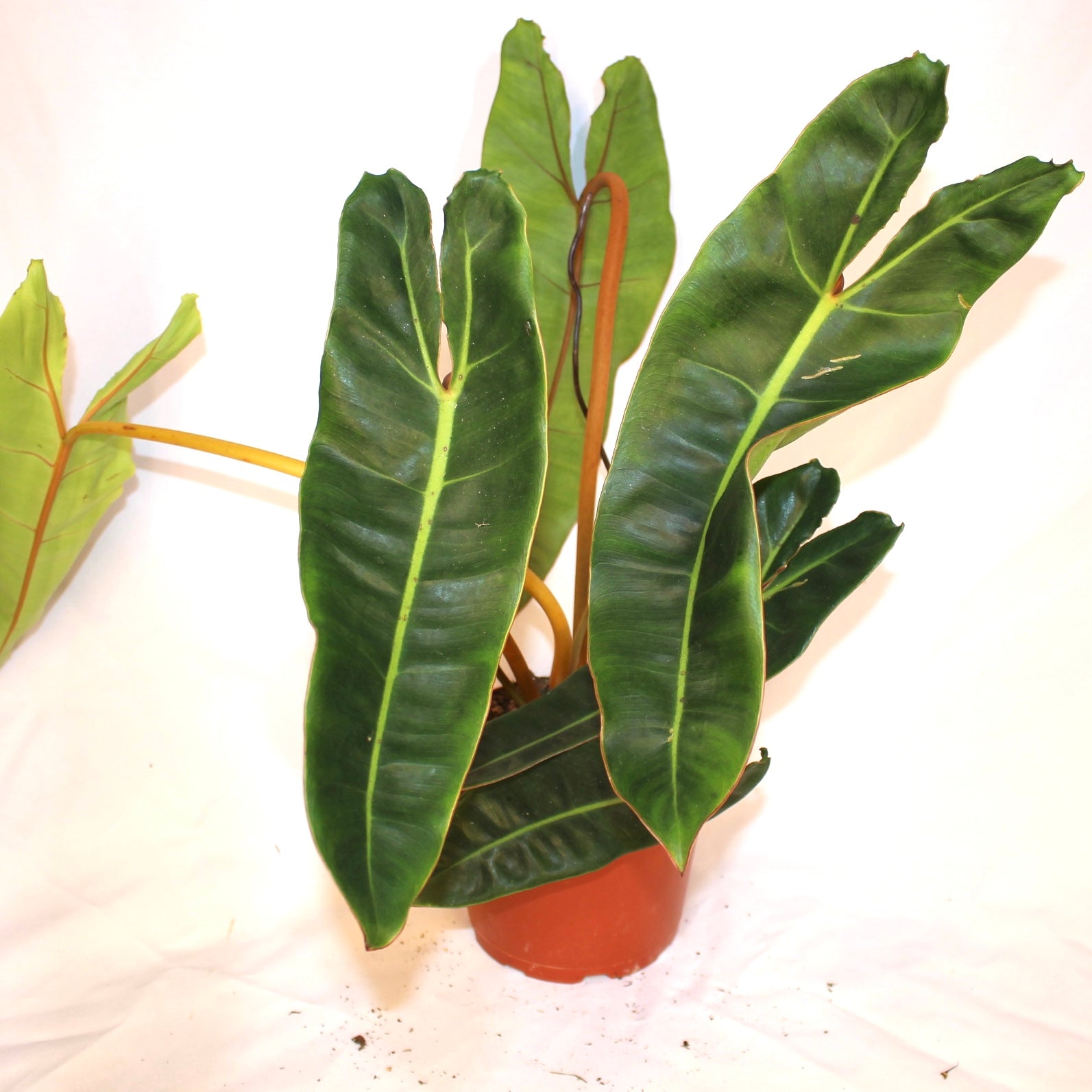 Philodendron Bllietiae 6" Pot