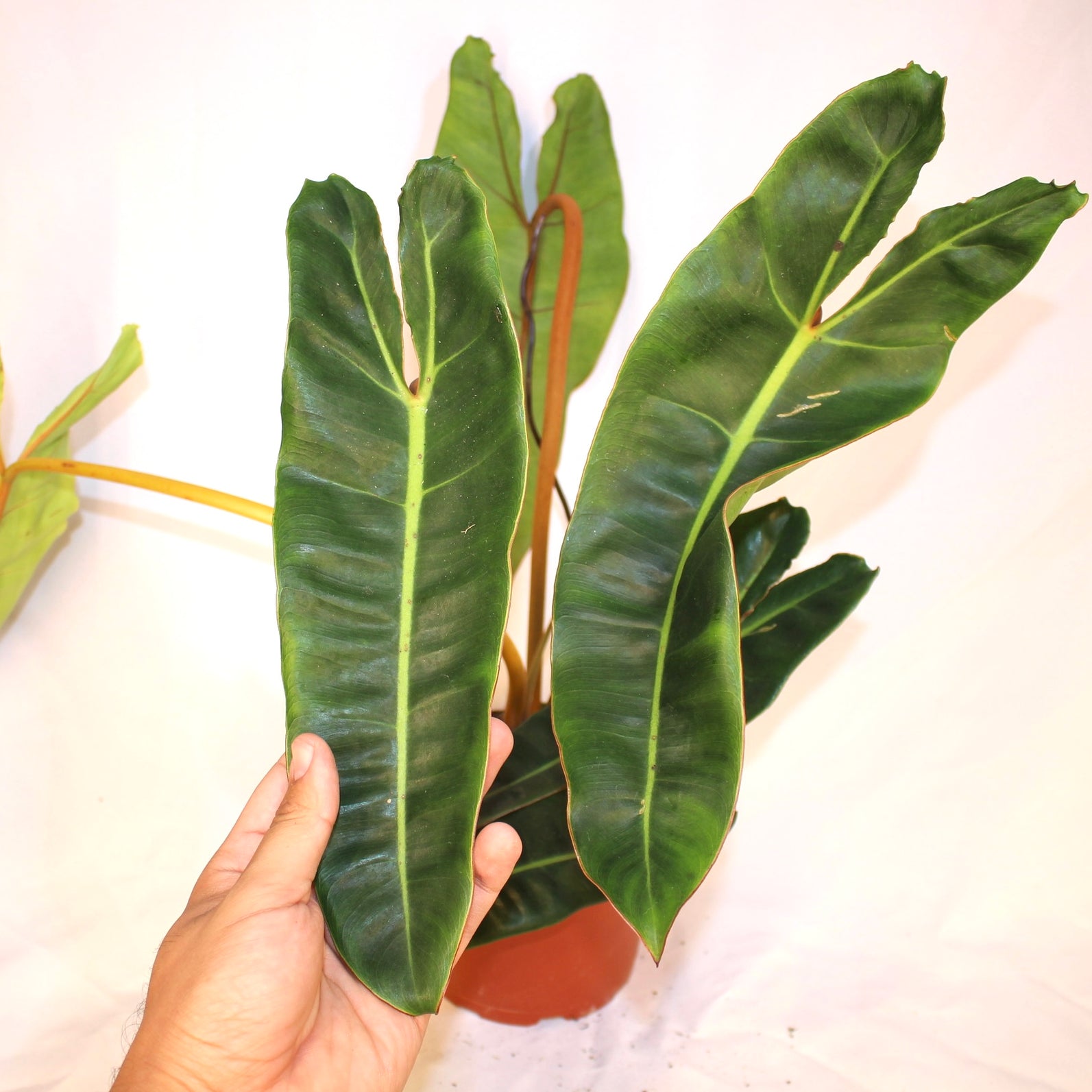 Philodendron Bllietiae 6" Pot