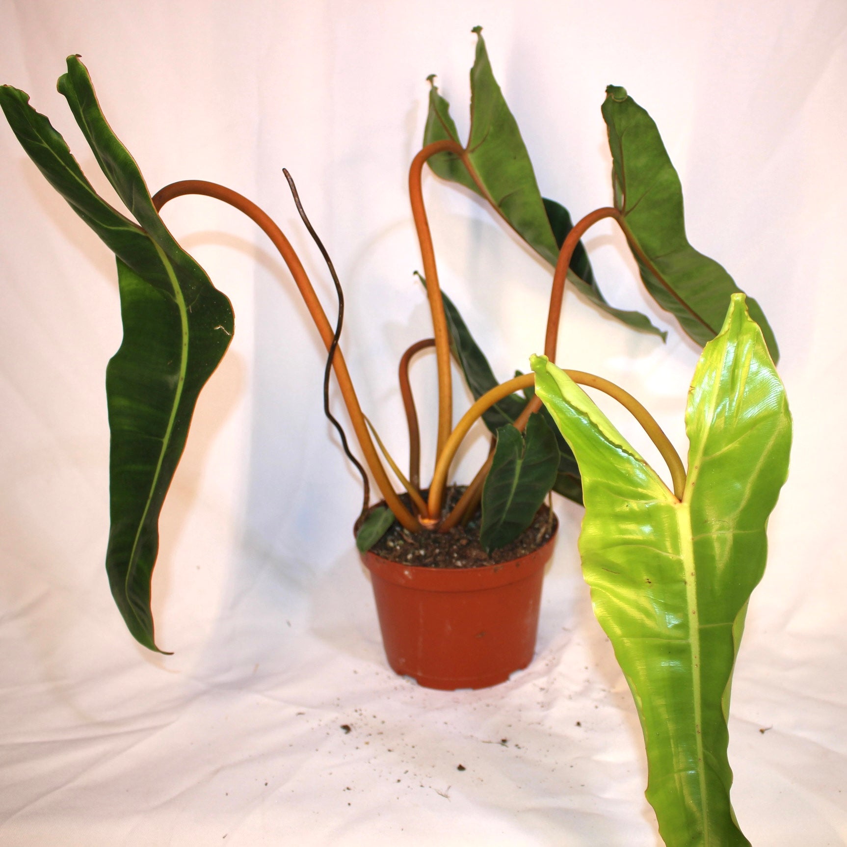 Philodendron Bllietiae 6" Pot