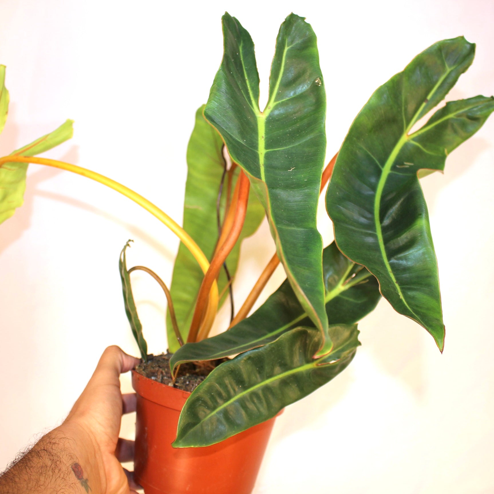 Philodendron Bllietiae 6" Pot