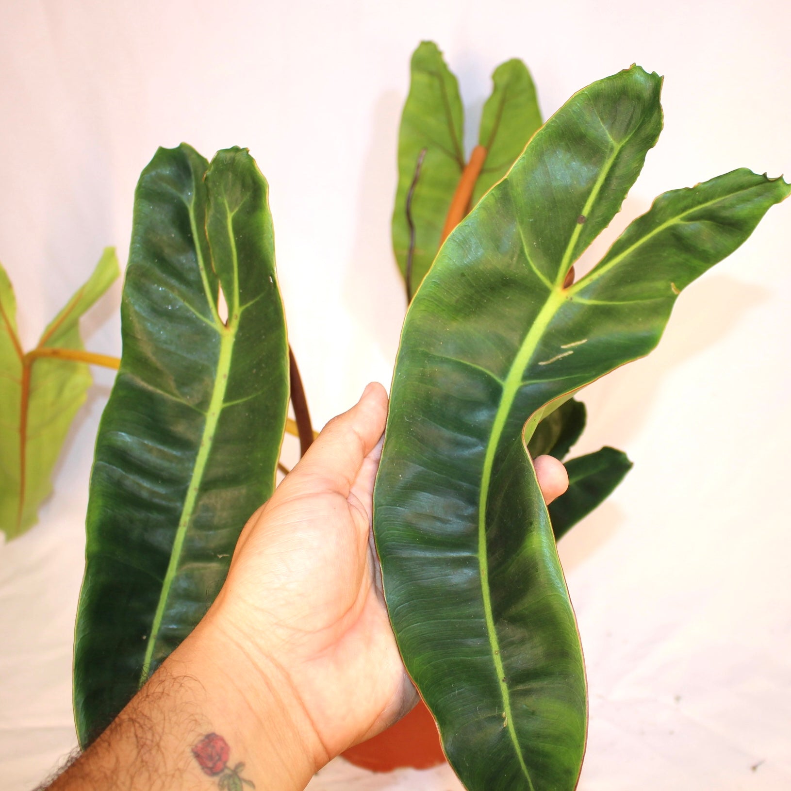 Philodendron Bllietiae 6" Pot