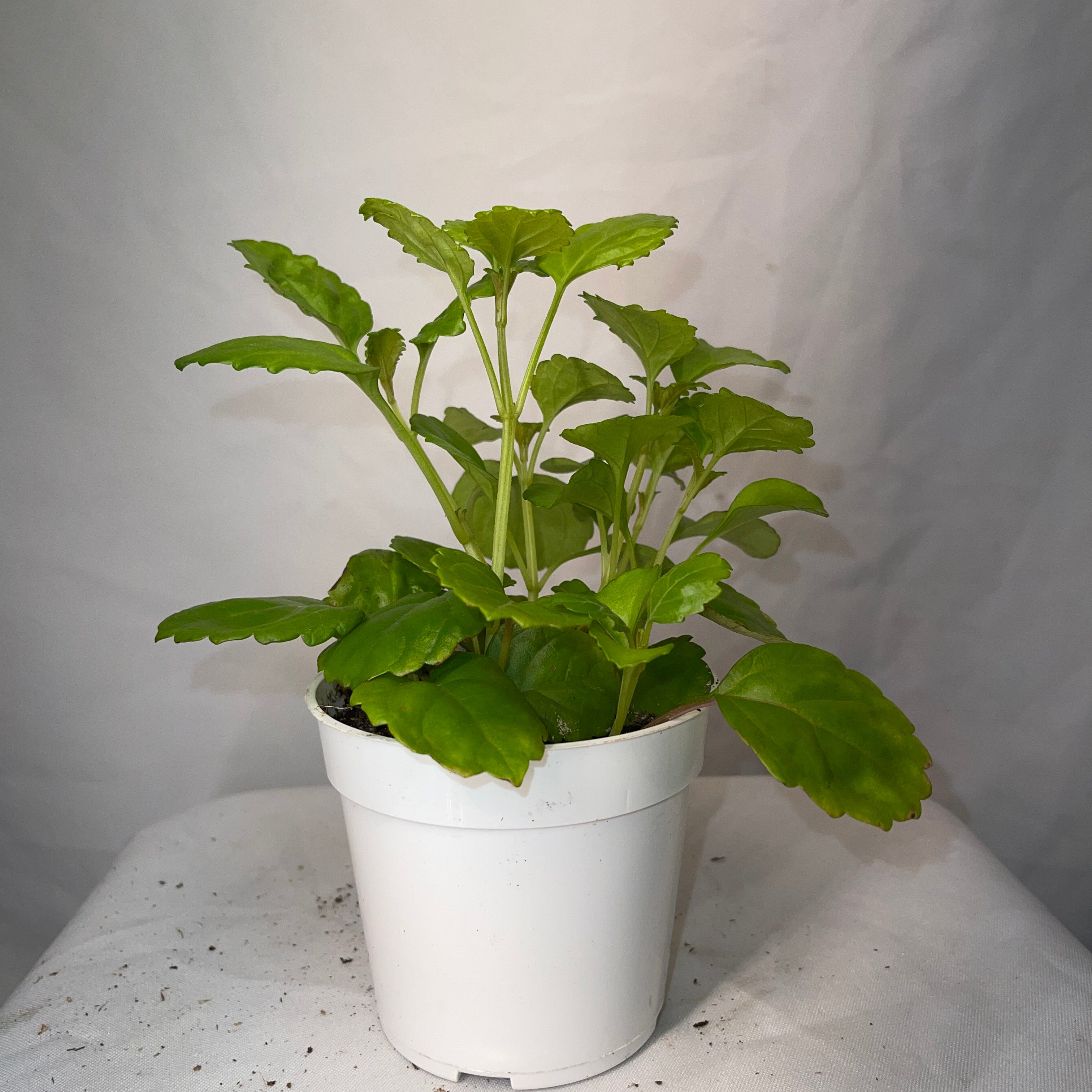 Creeping Charlie 4" Pot