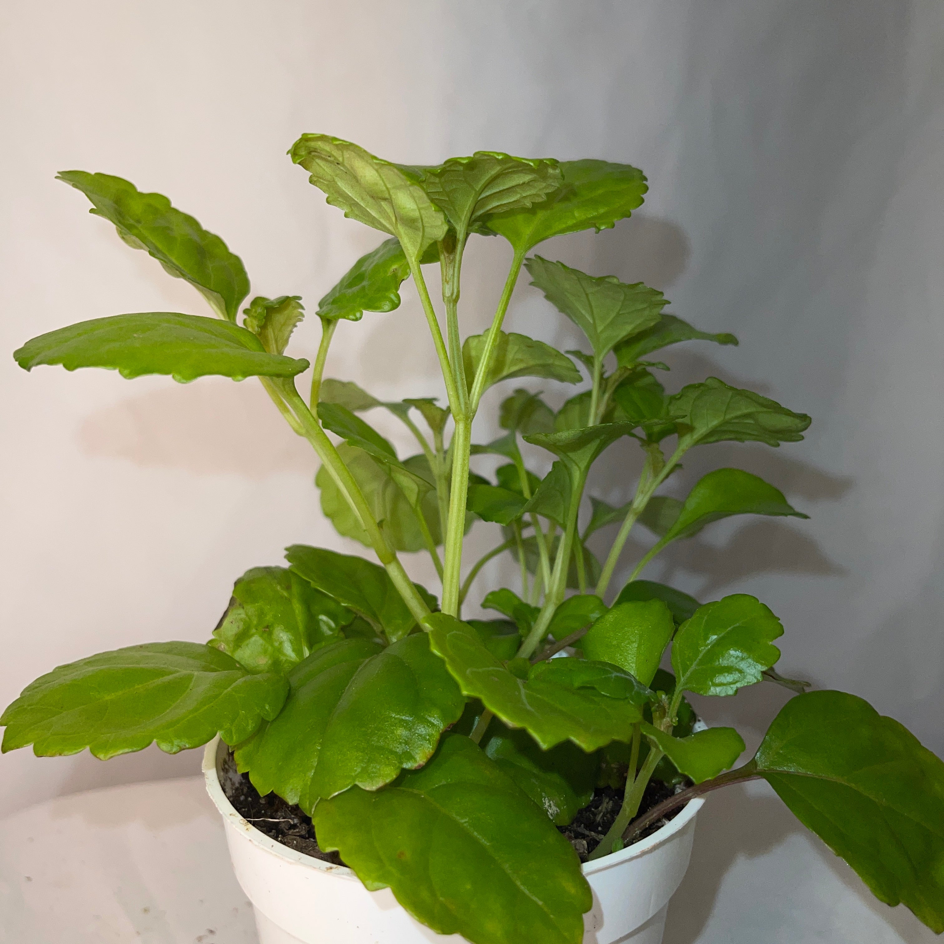 Creeping Charlie 4" Pot
