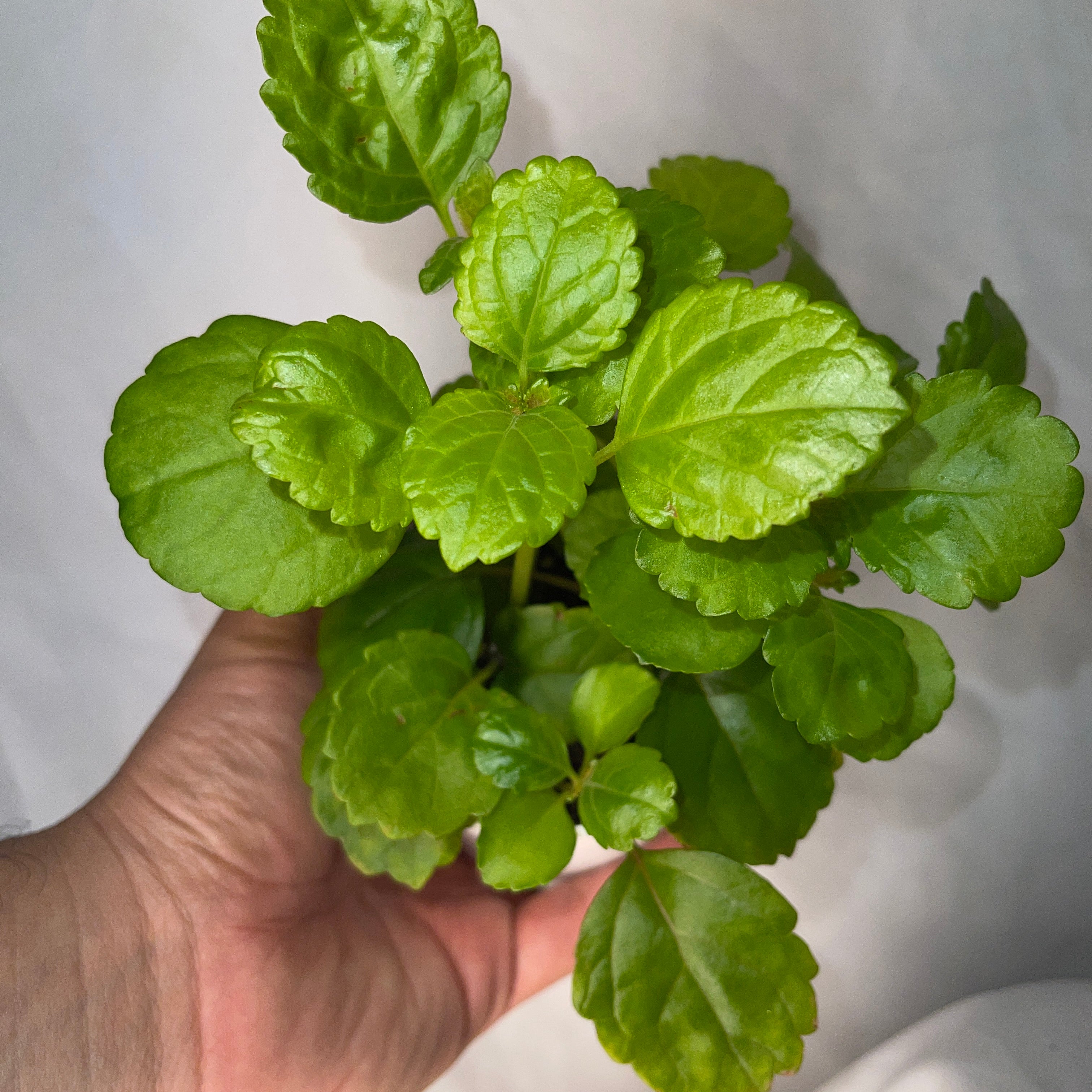 Creeping Charlie 4" Pot