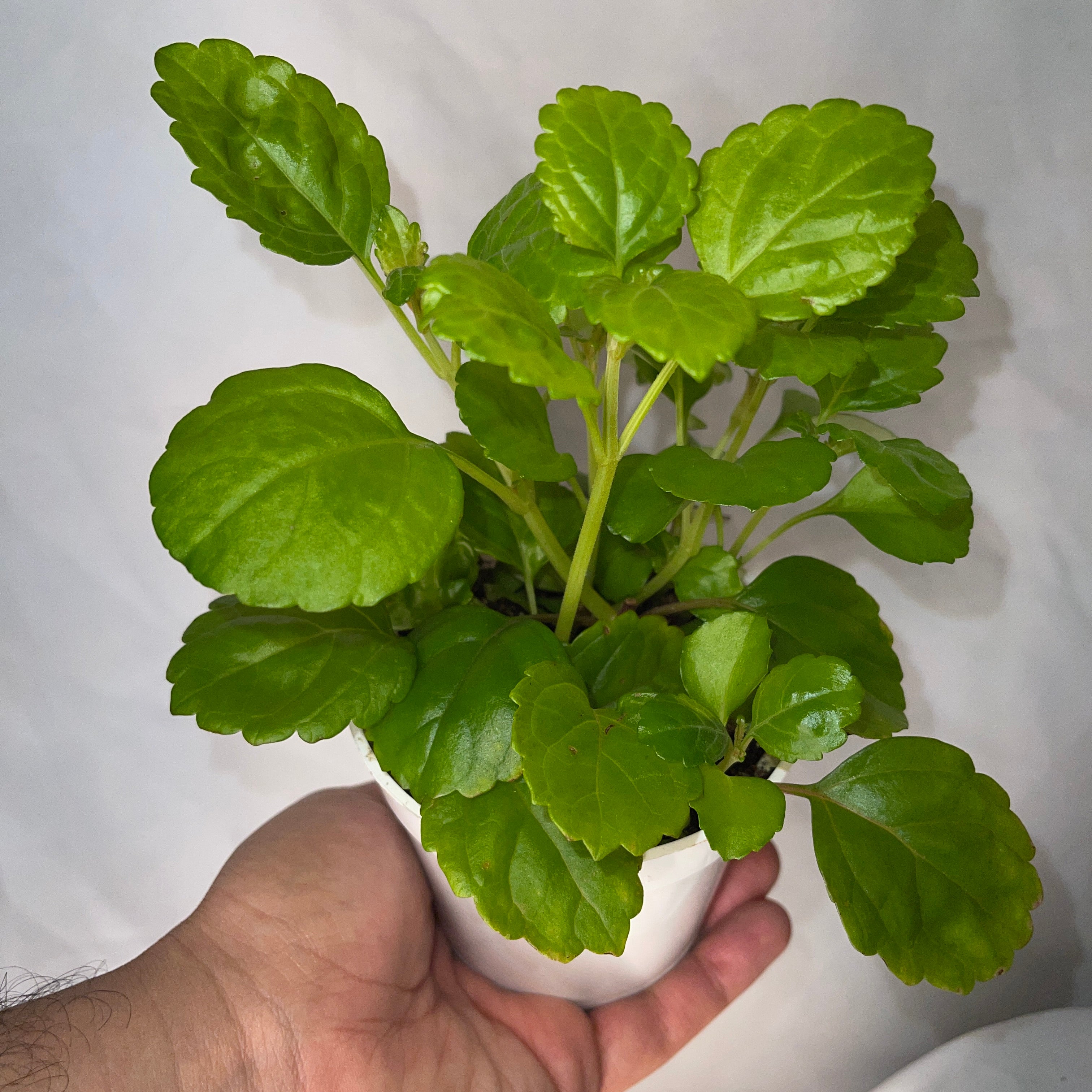 Creeping Charlie 4" Pot