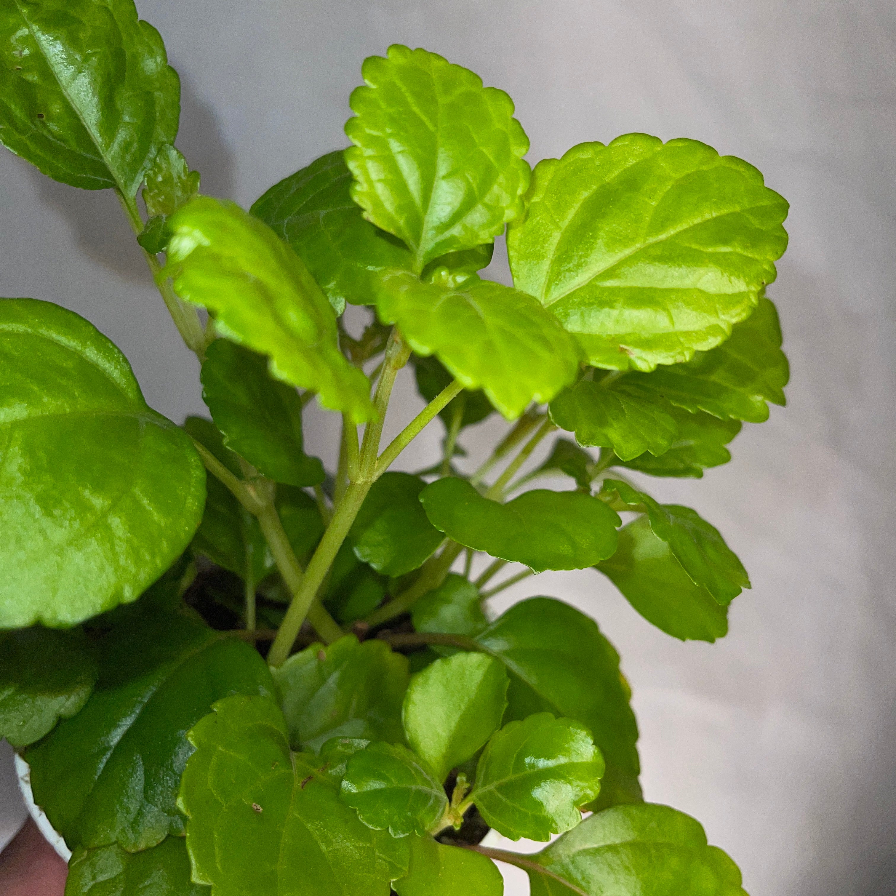 Creeping Charlie 4" Pot