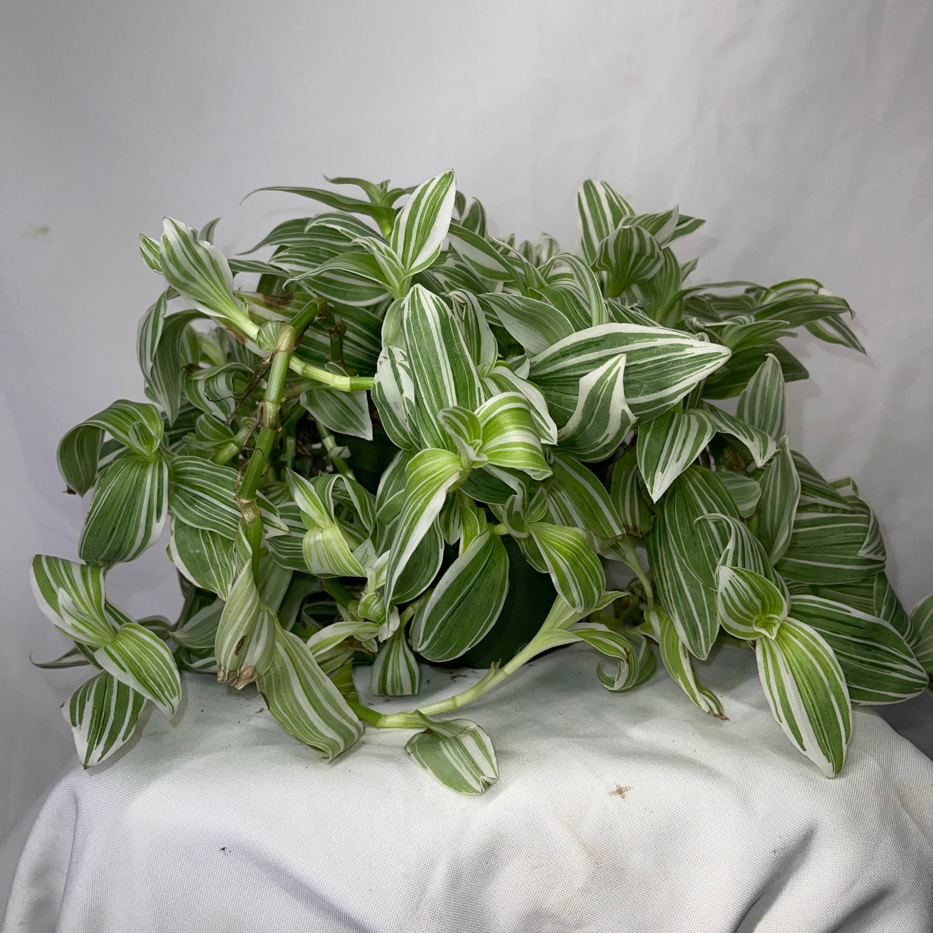 Tradescantia Pistachio White 6” Pot