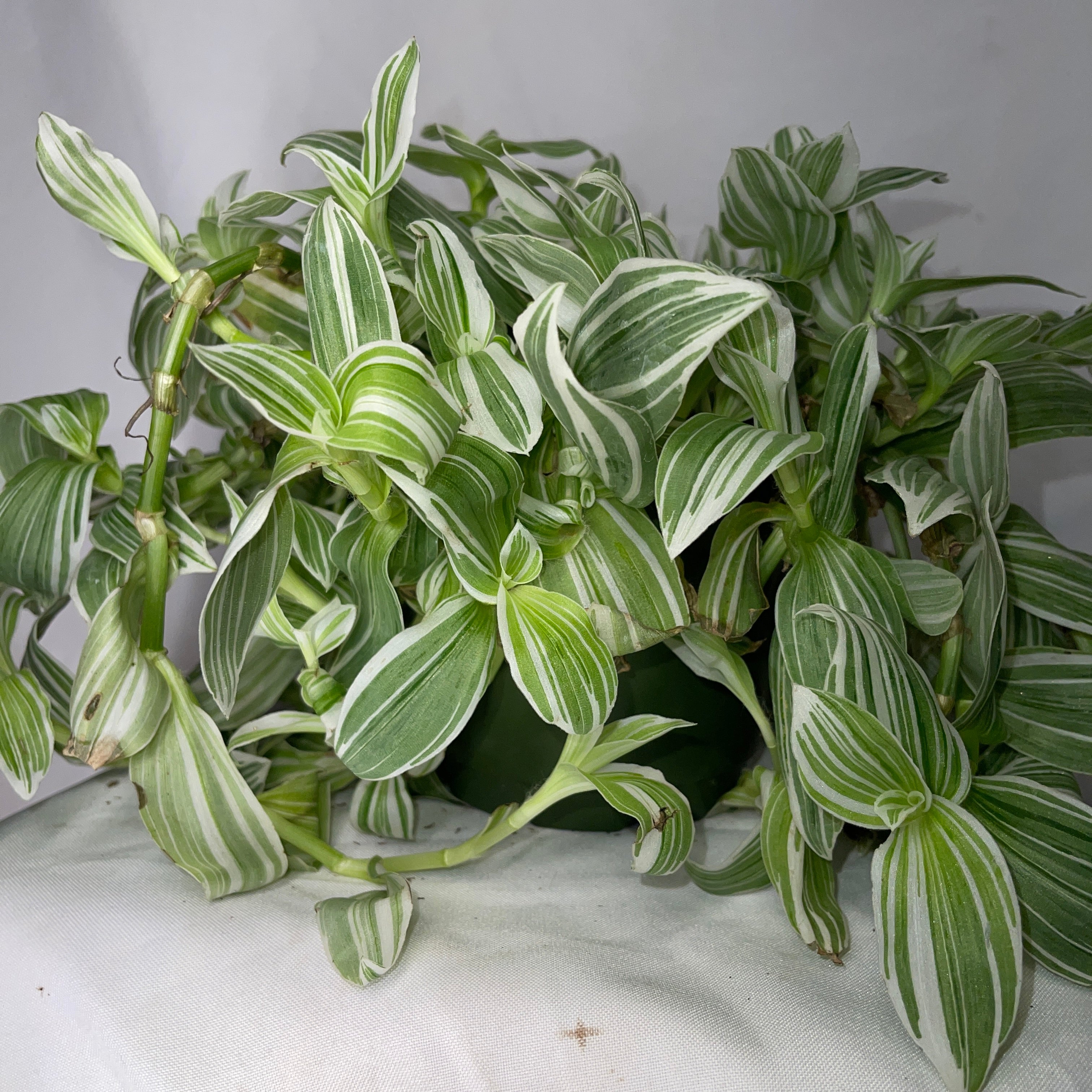 Tradescantia Pistachio White 6” Pot