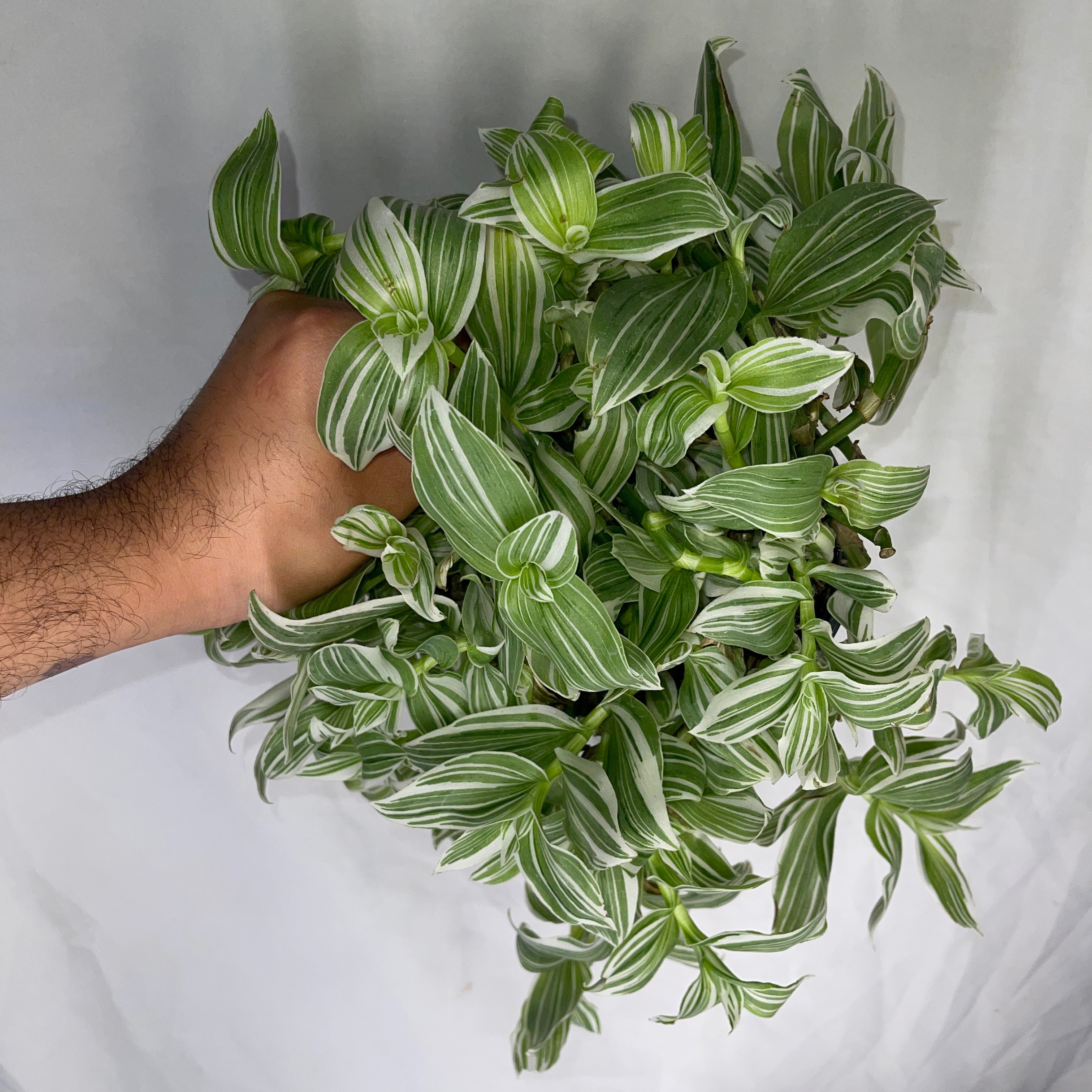 Tradescantia Pistachio White 6” Pot