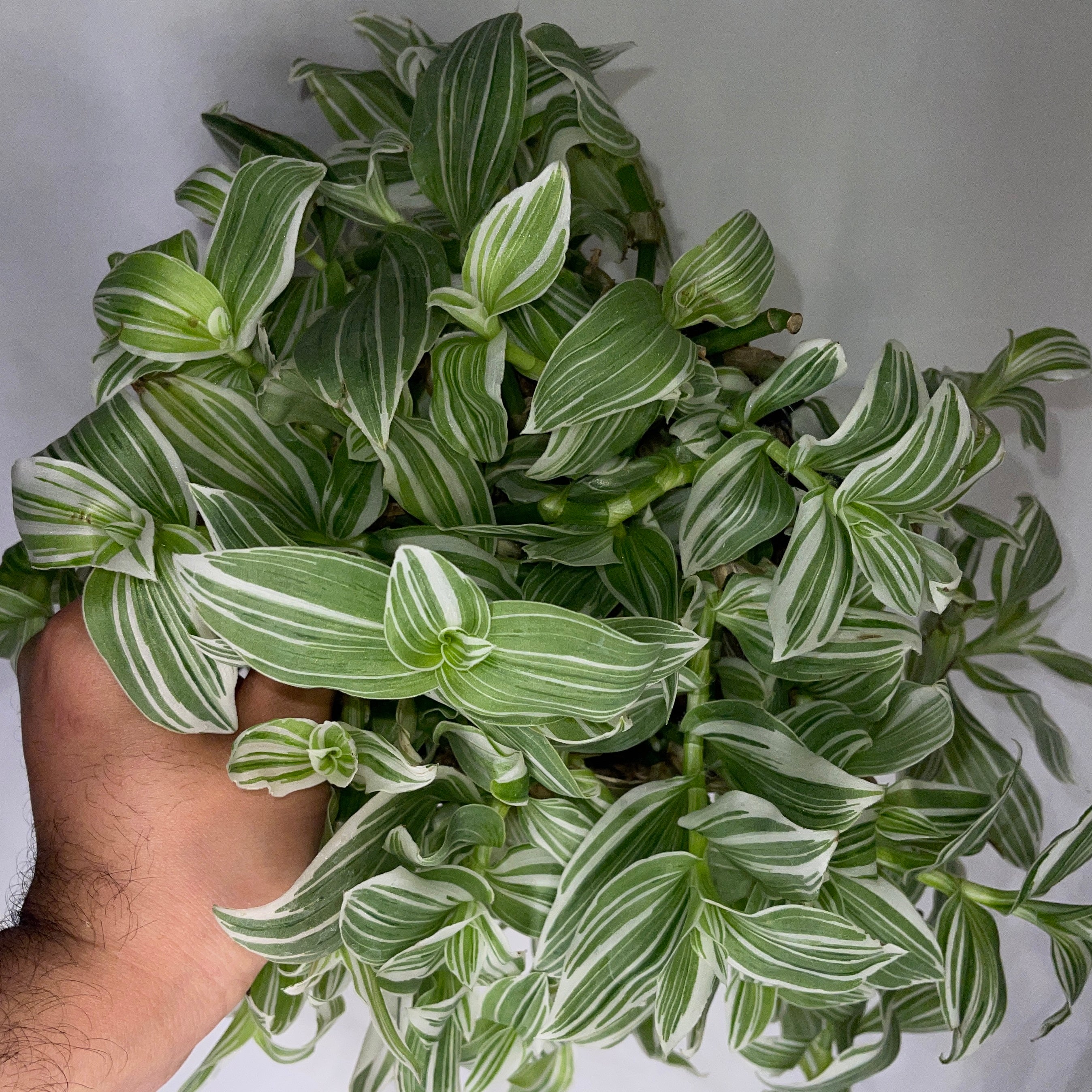 Tradescantia Pistachio White 6” Pot